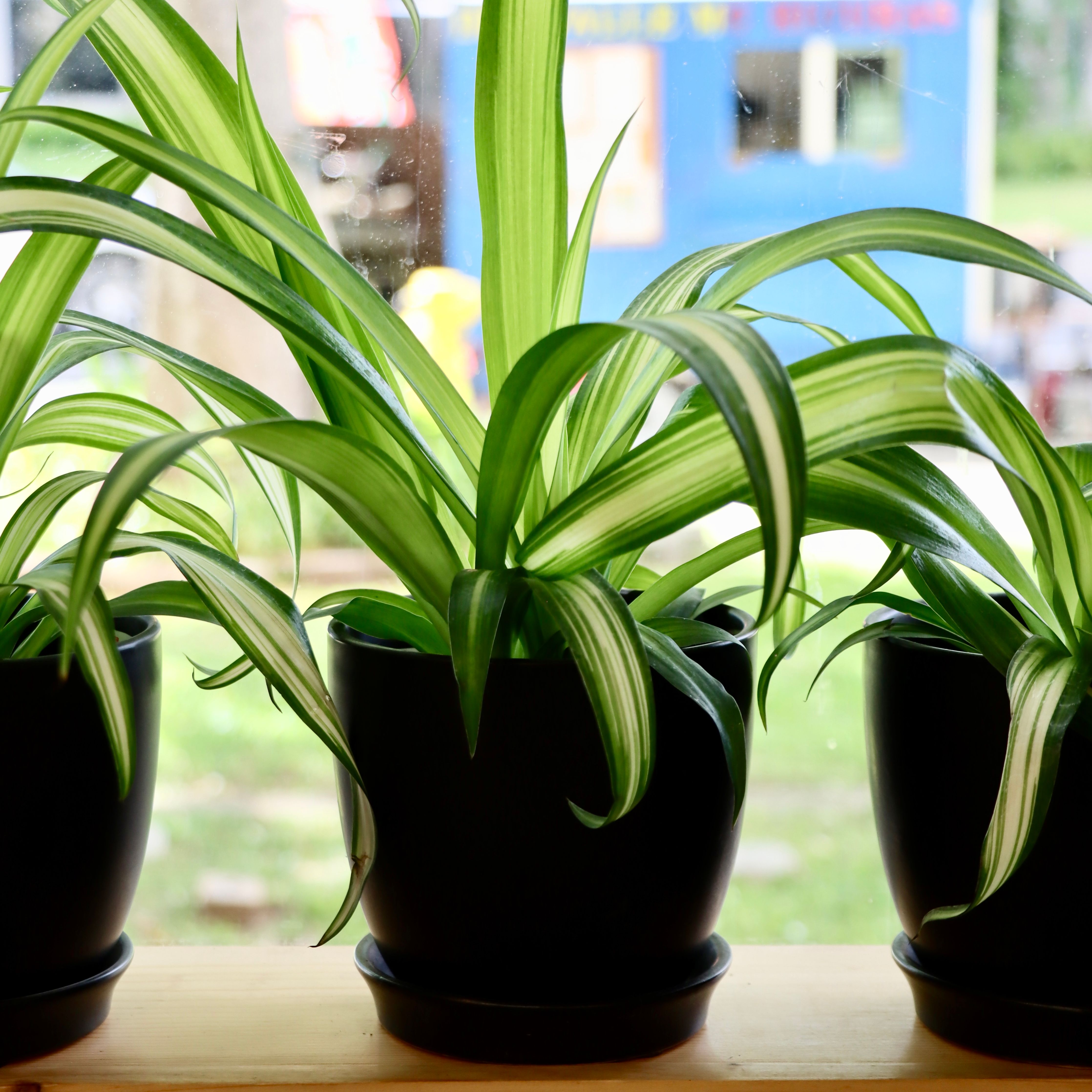 all green spider plants Chlorophytum comosum 4in Variegated Spider Plant
