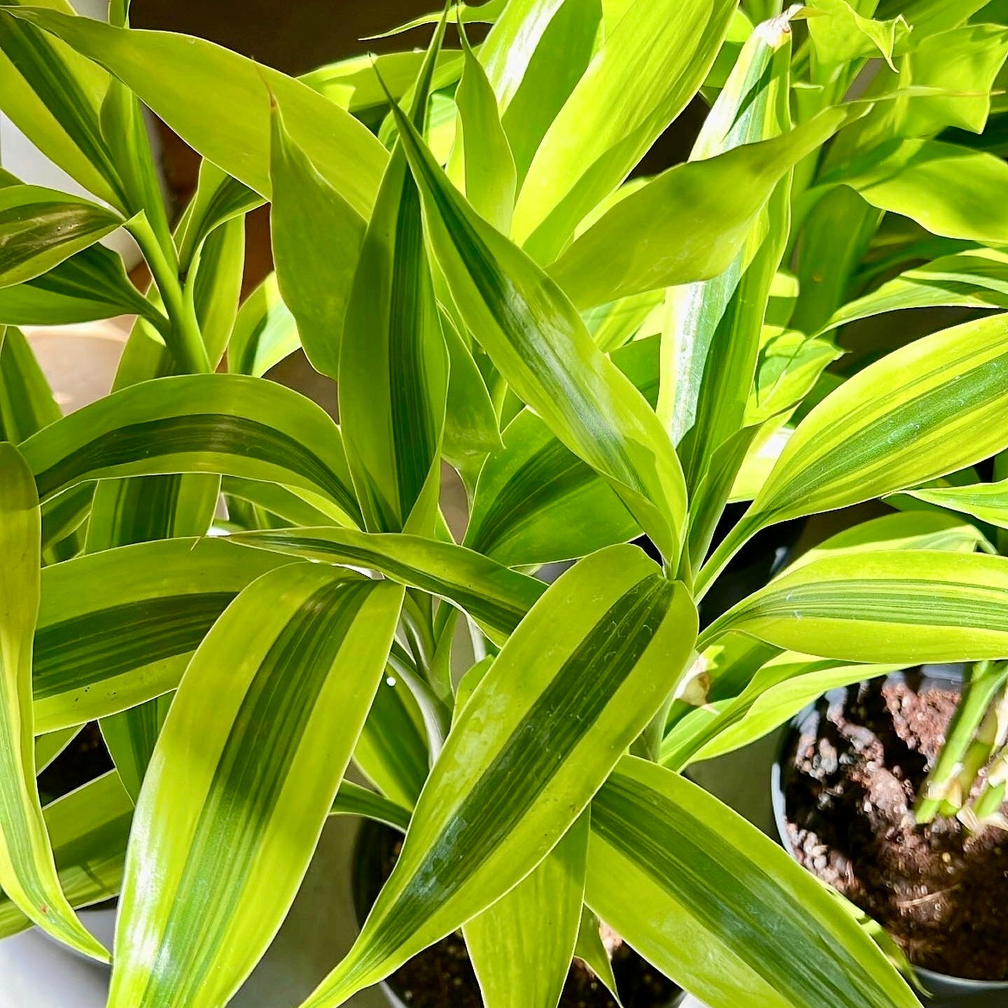 Dracaena sanderiana, yellow