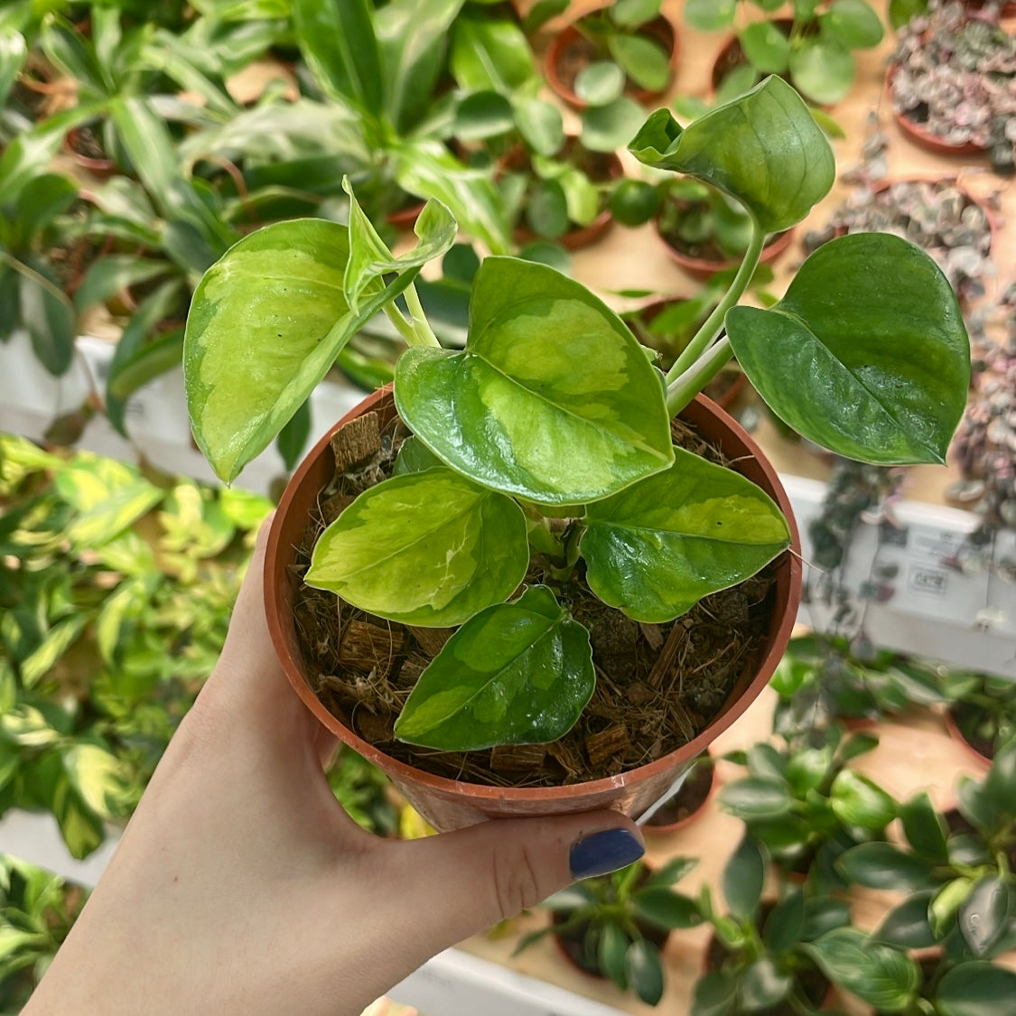 Epipremnum aureum, "Global Green"