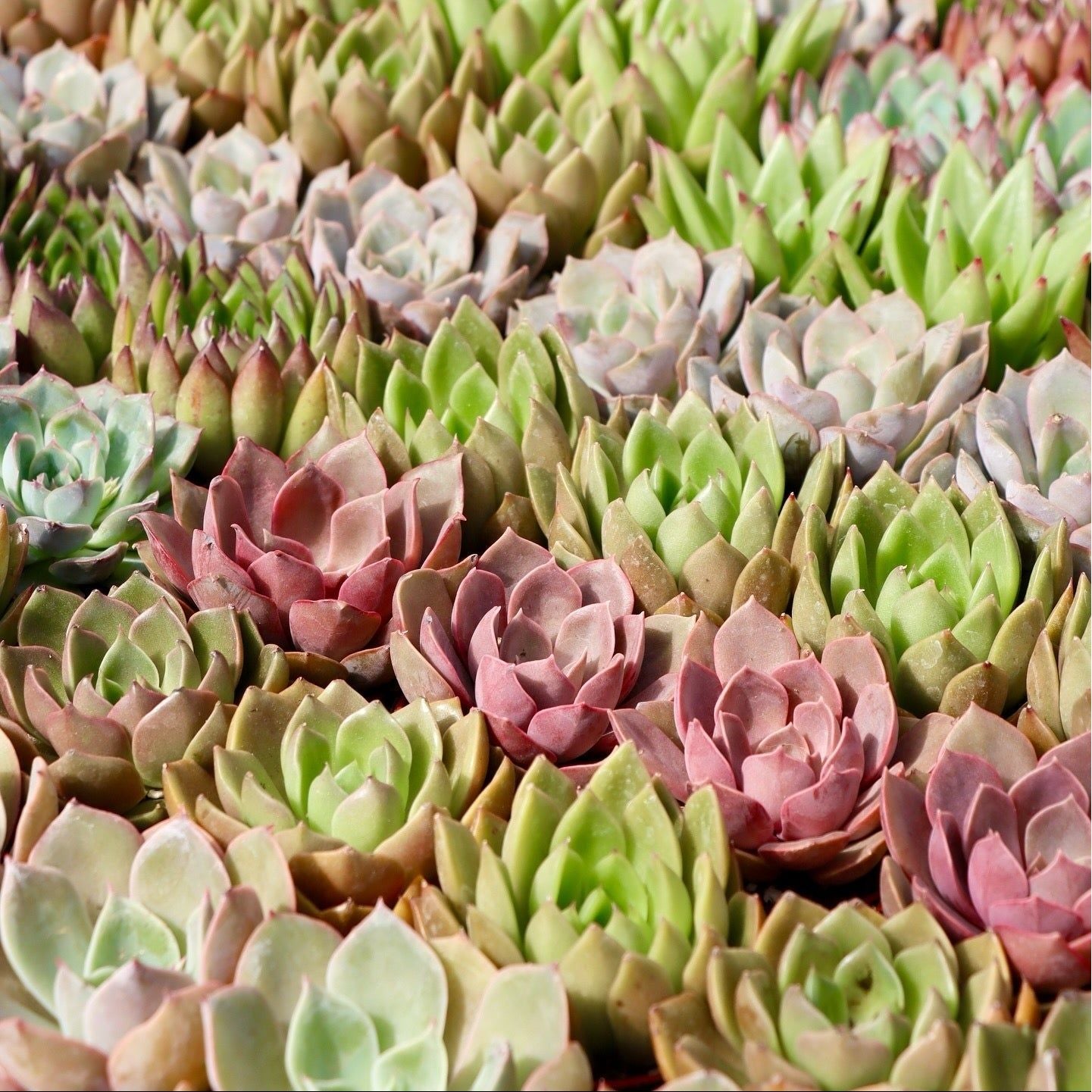 gallery of succulents Succulents – Mari's Gardens