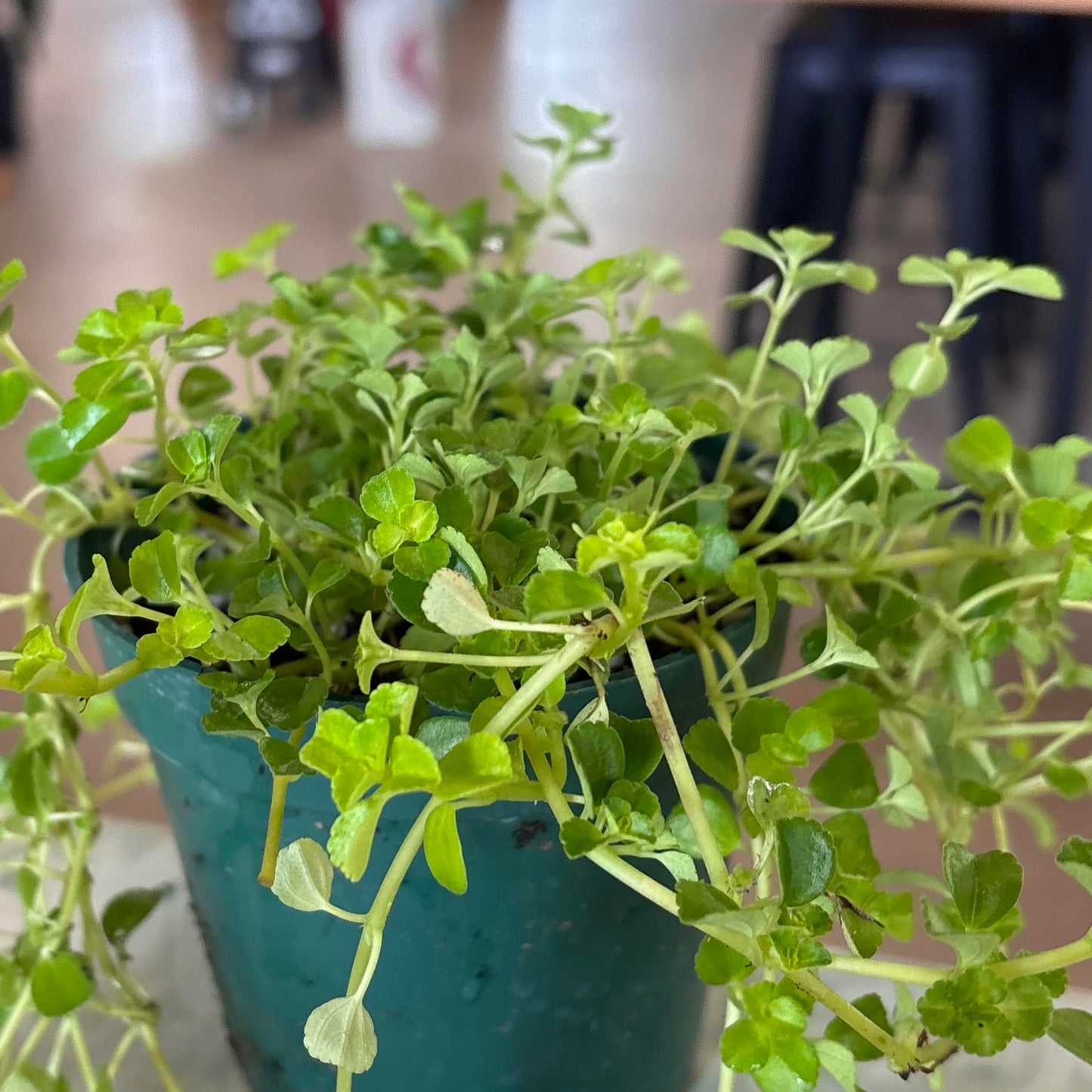 Soleirolia soleirolii 'Baby Tears'