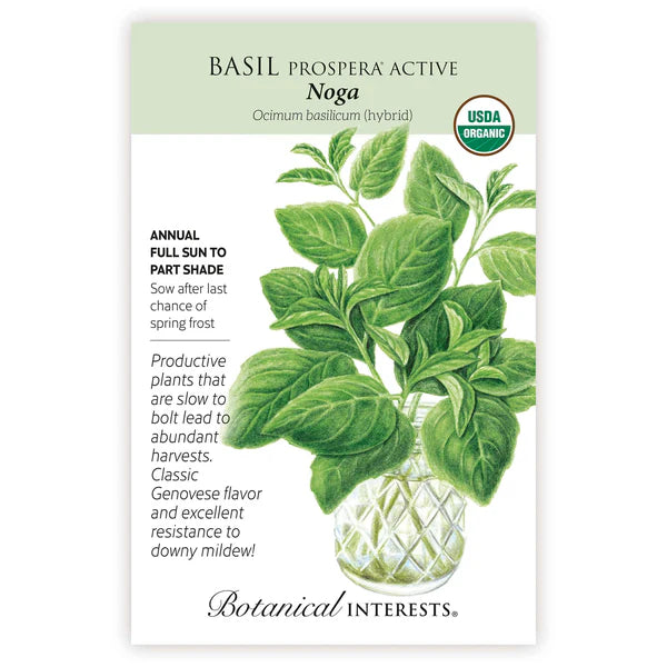 Basil seeds, "Noga Hybrid"