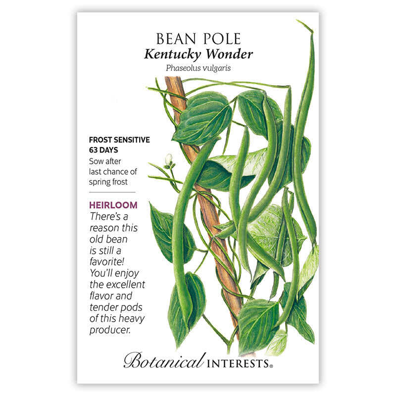 Bean Pole seeds 'Kentucky Wonder'