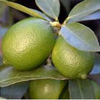 Bearss Seedless Limes