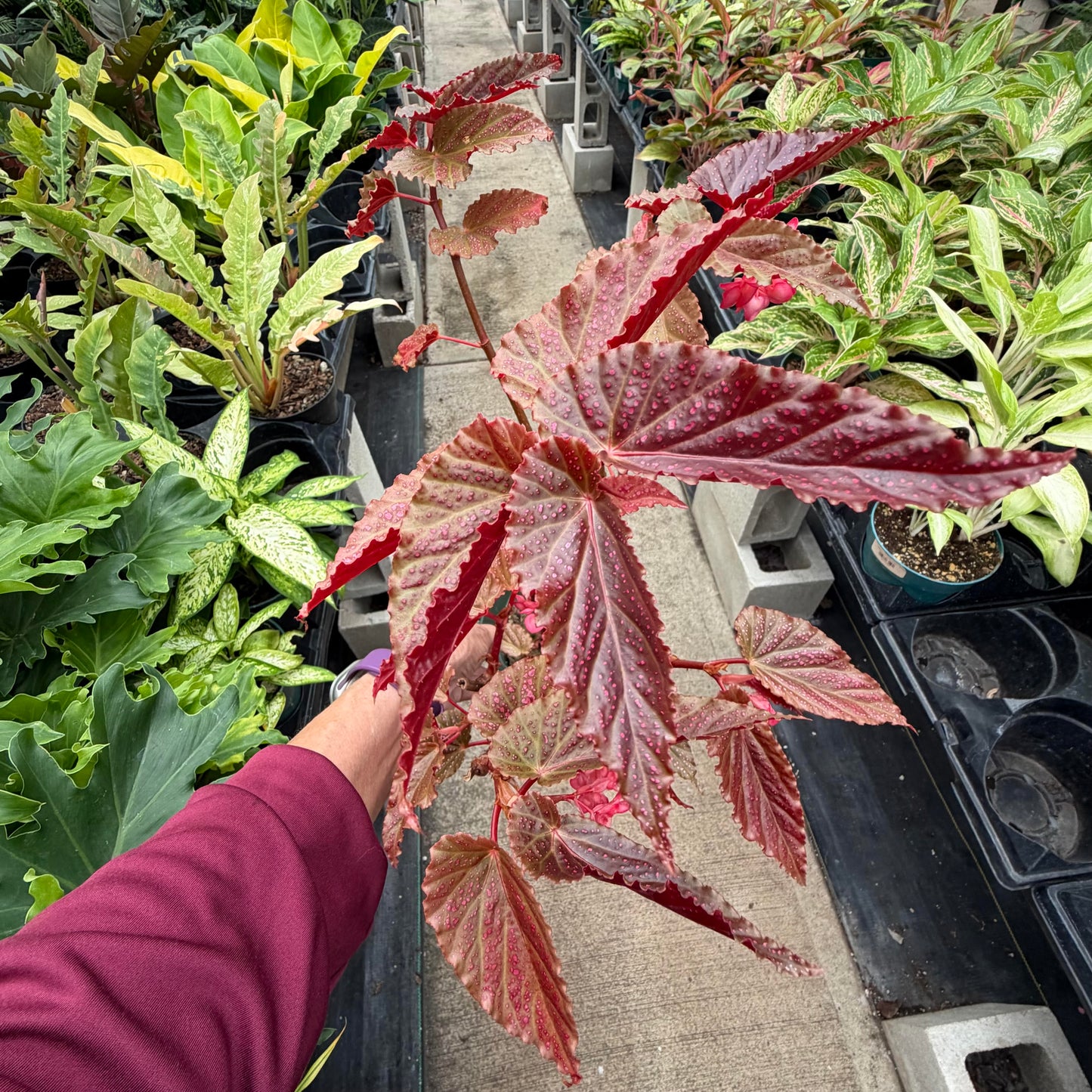 Begonia maculata
