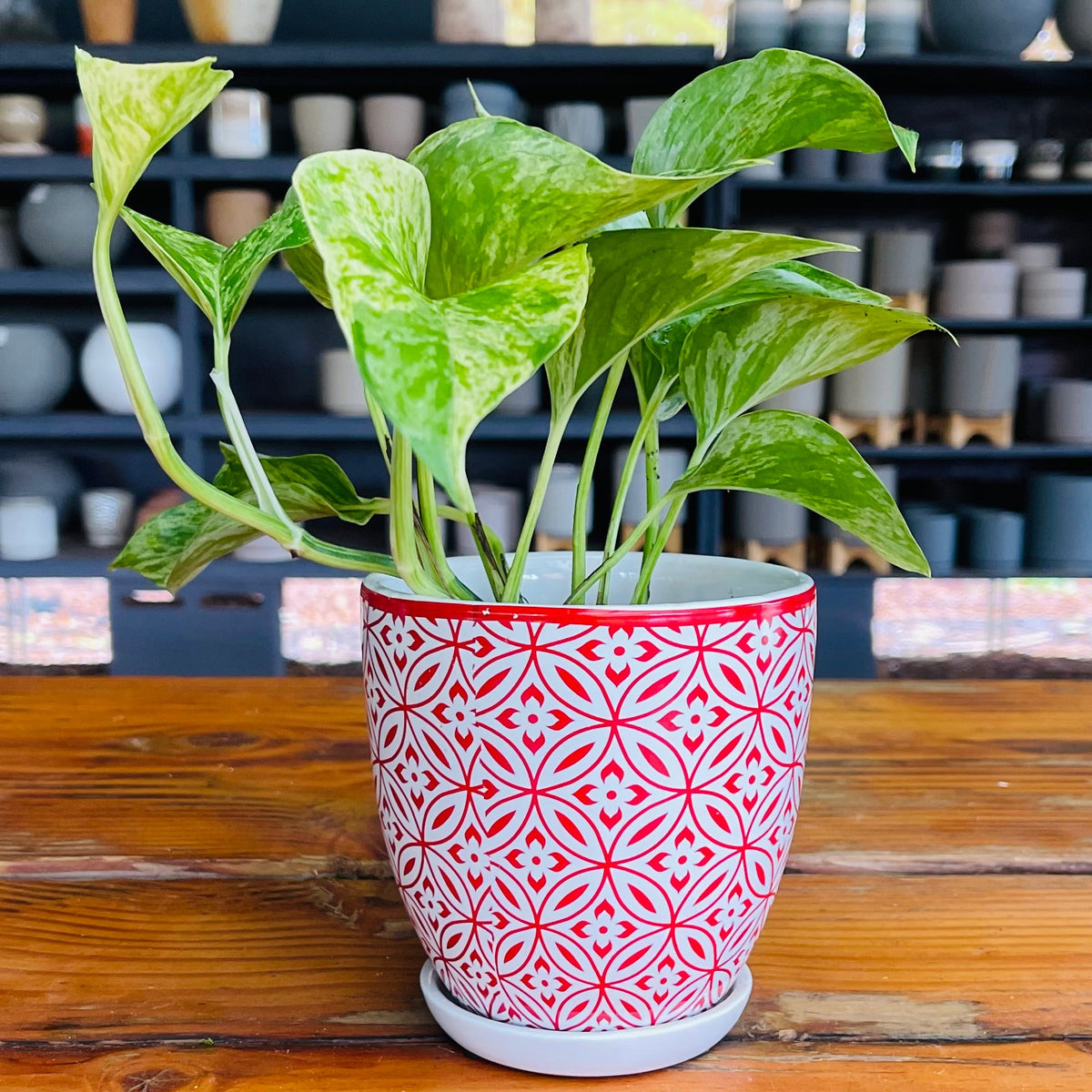 Bella Planter