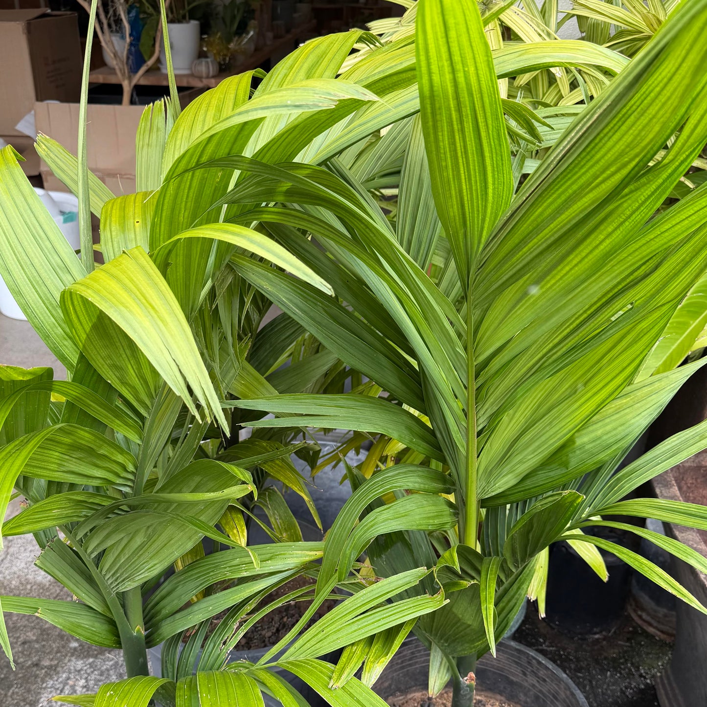 Betel nut palm