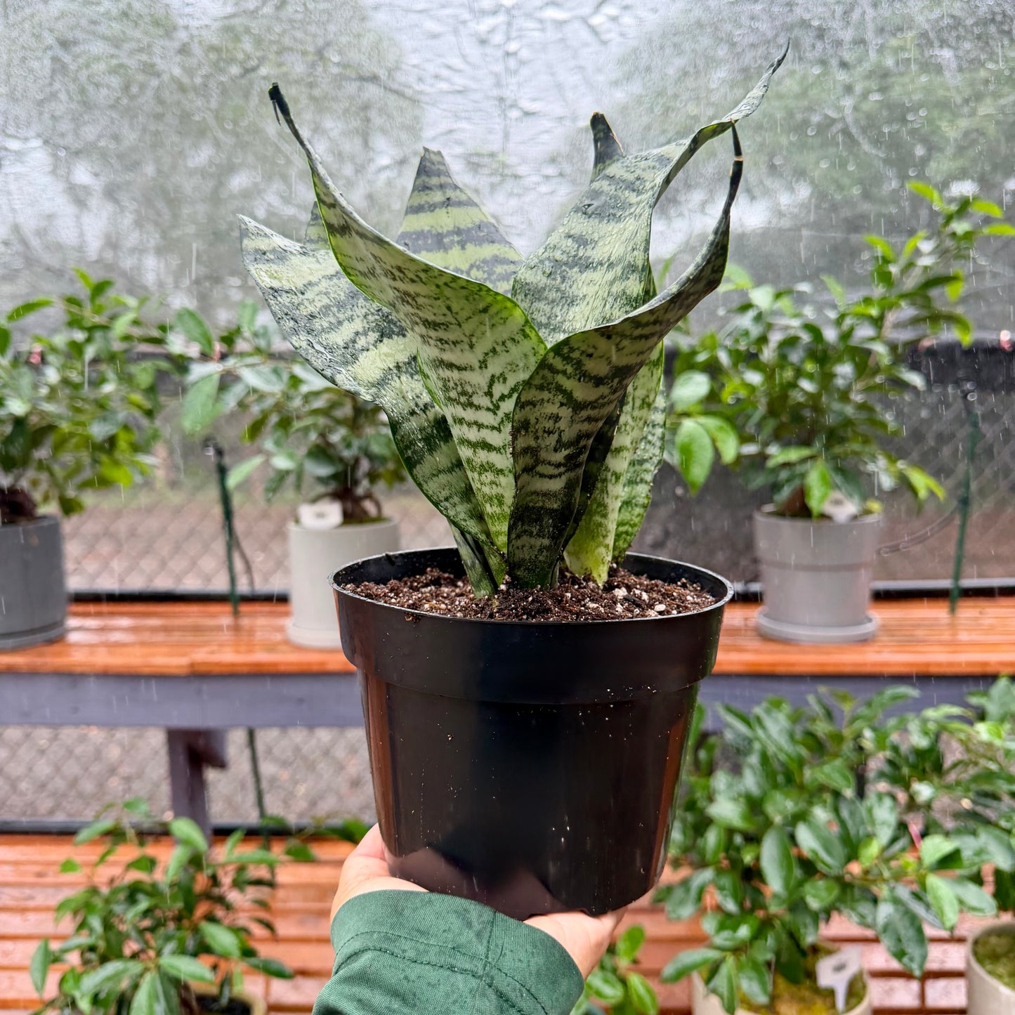 Sansevieria ʻBlack coralʻ