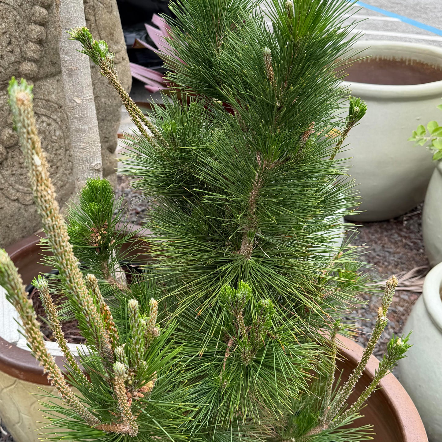 Pinus thunbergii 'Black Pine'