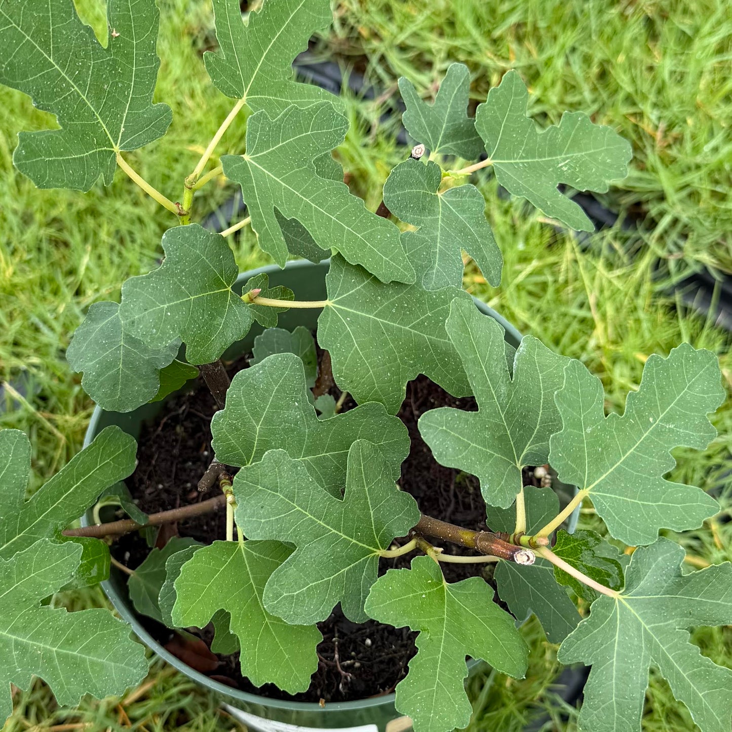 Ficus carica 'Black Mission' (Fig)