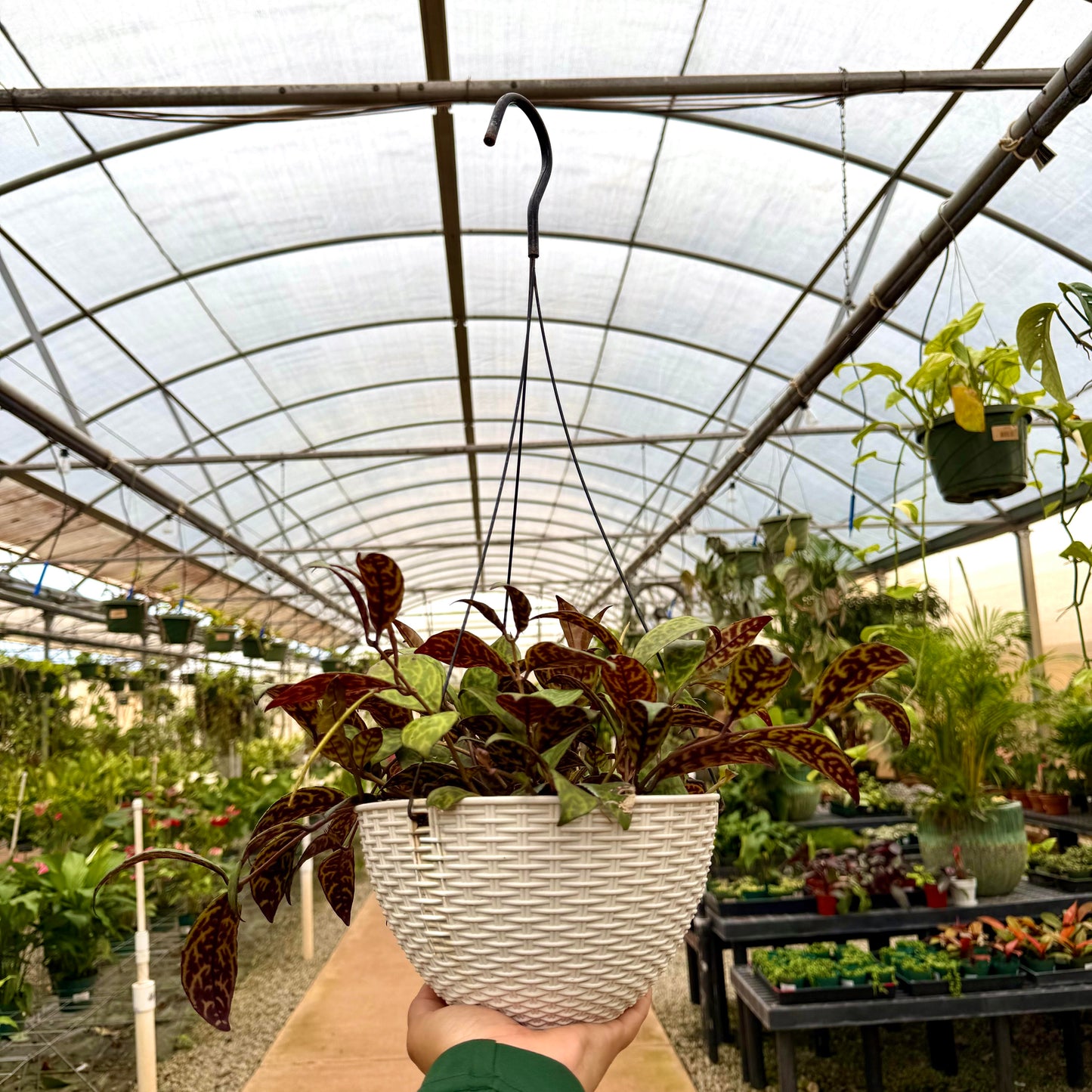 Aeschynanthus longicaulis (Black Pagoda Lipstick Plant)