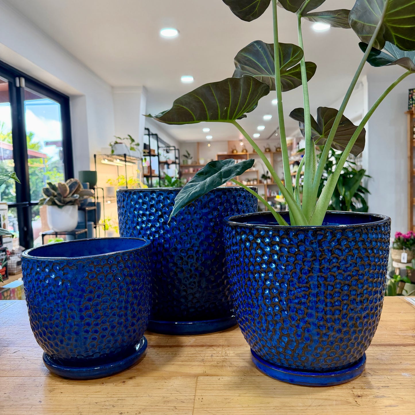 Limelight Planter