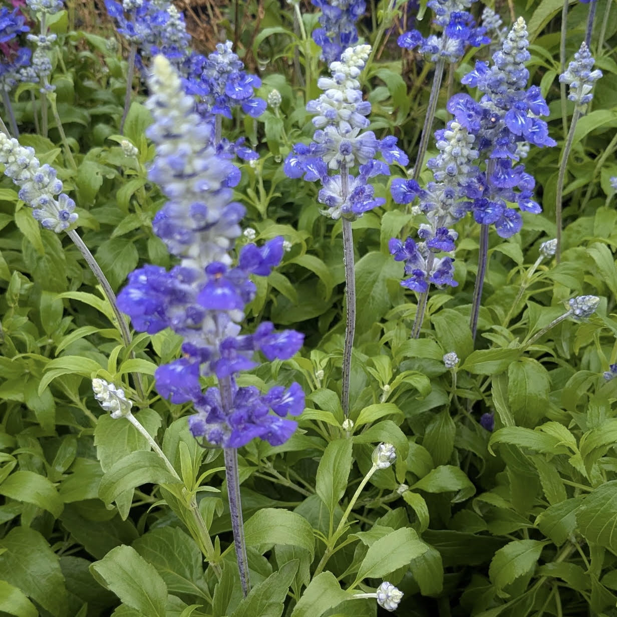 Salvia azurea 'Blue Salvia'