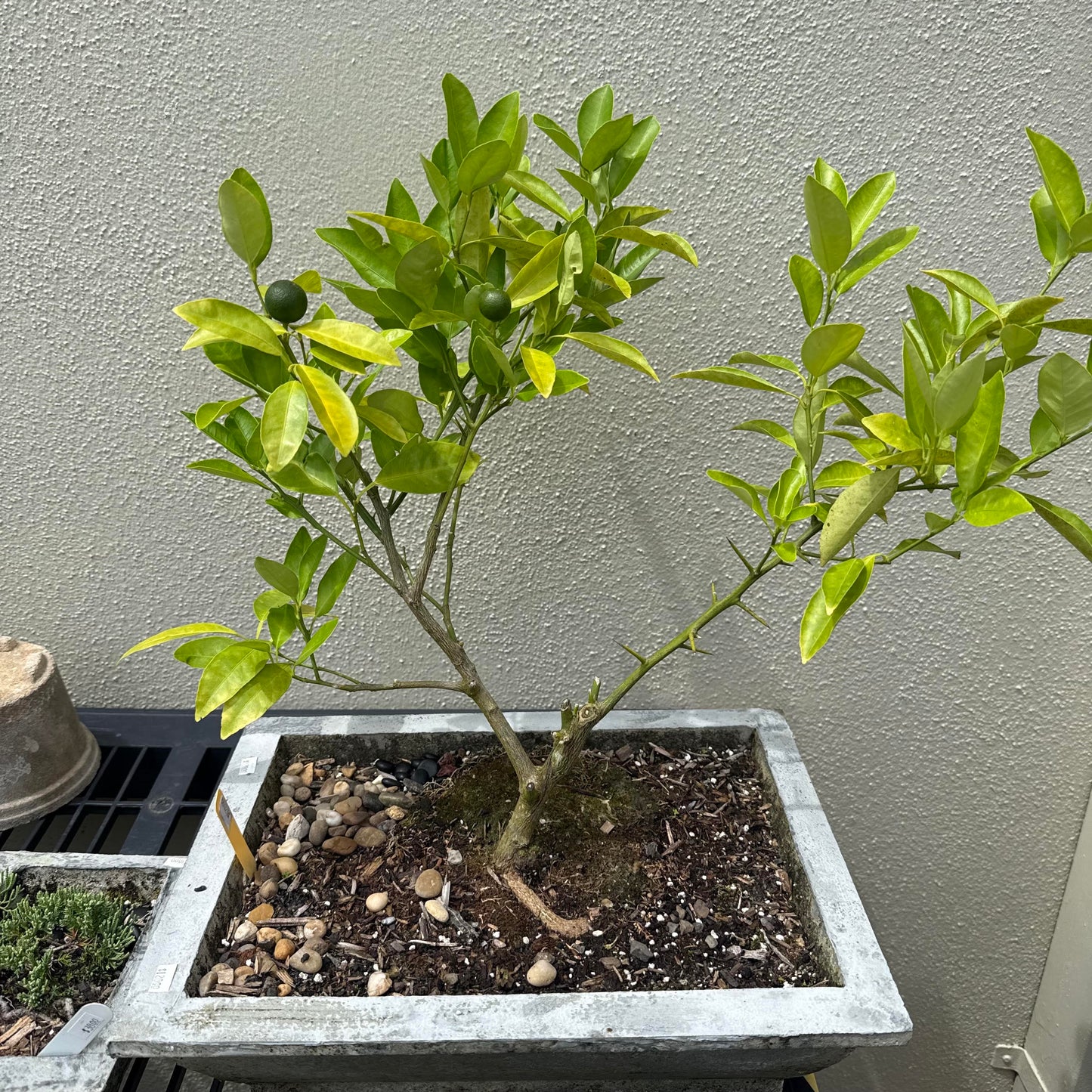 Bonsai - Calamondin Lime Tree Concrete Planter