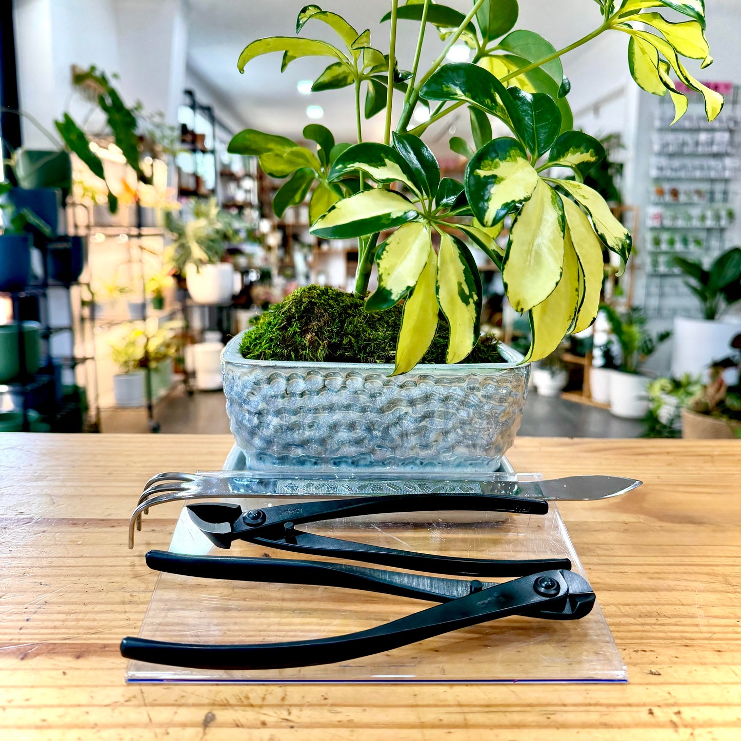 Bonsai - Tools