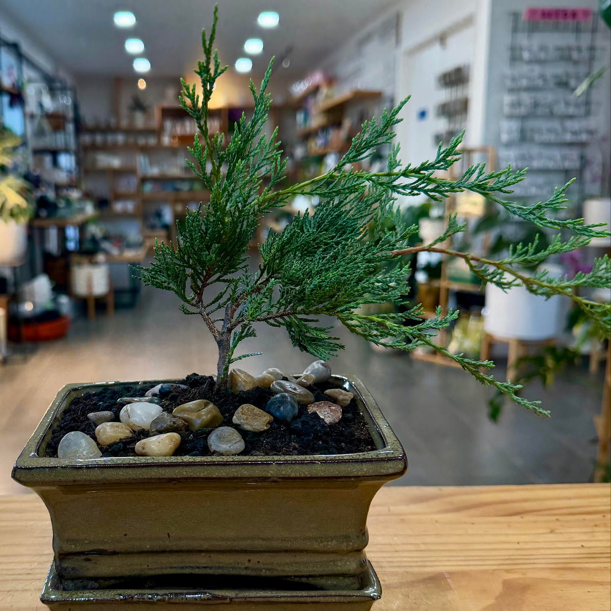 Juniper ʻSea Sprayʻ