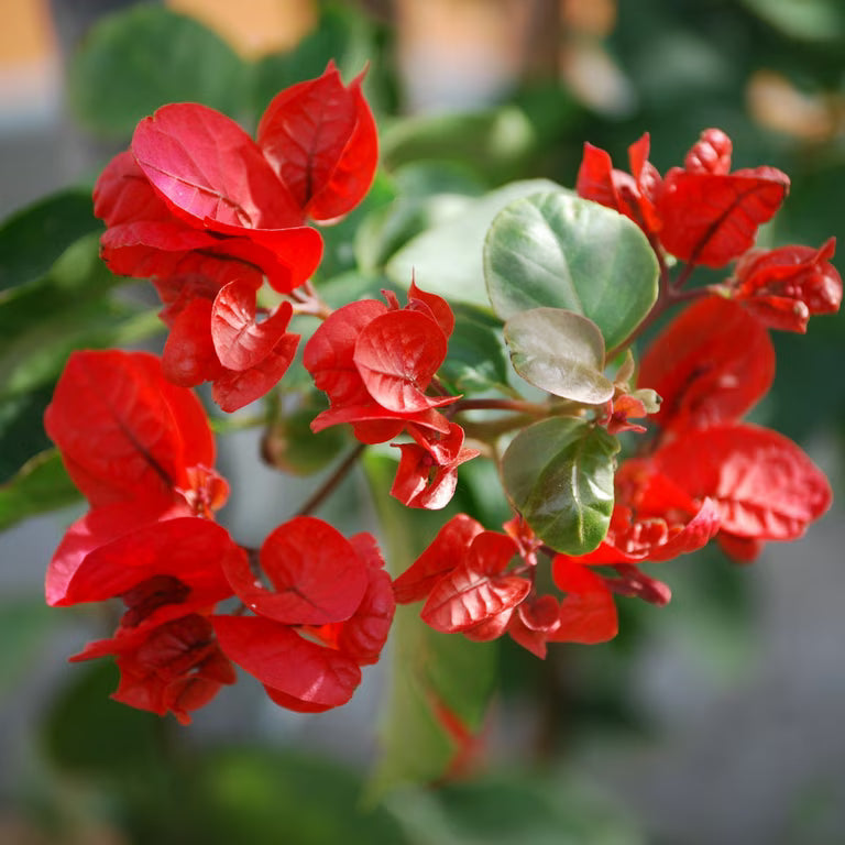 Assorted Bougainvillea