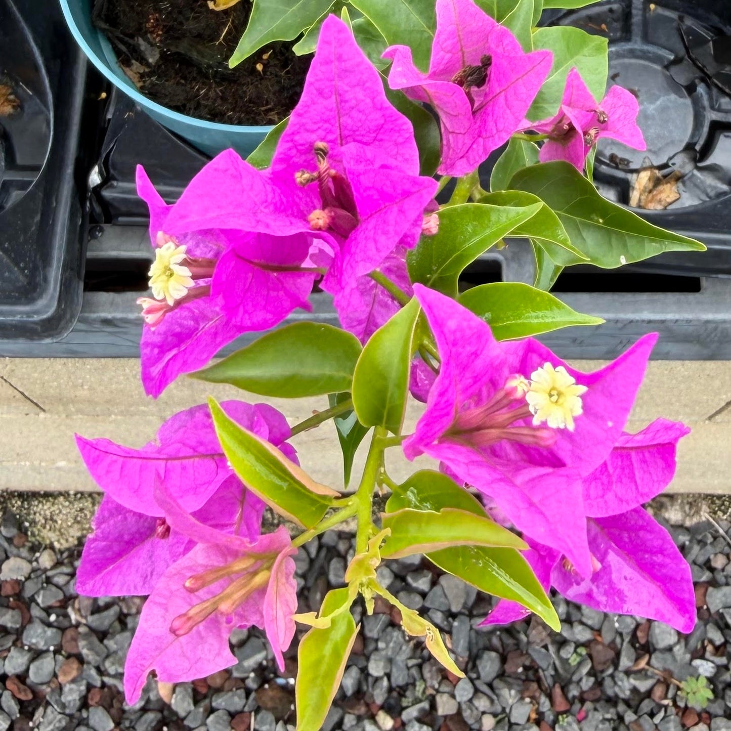 Bougainvillea 'New River'