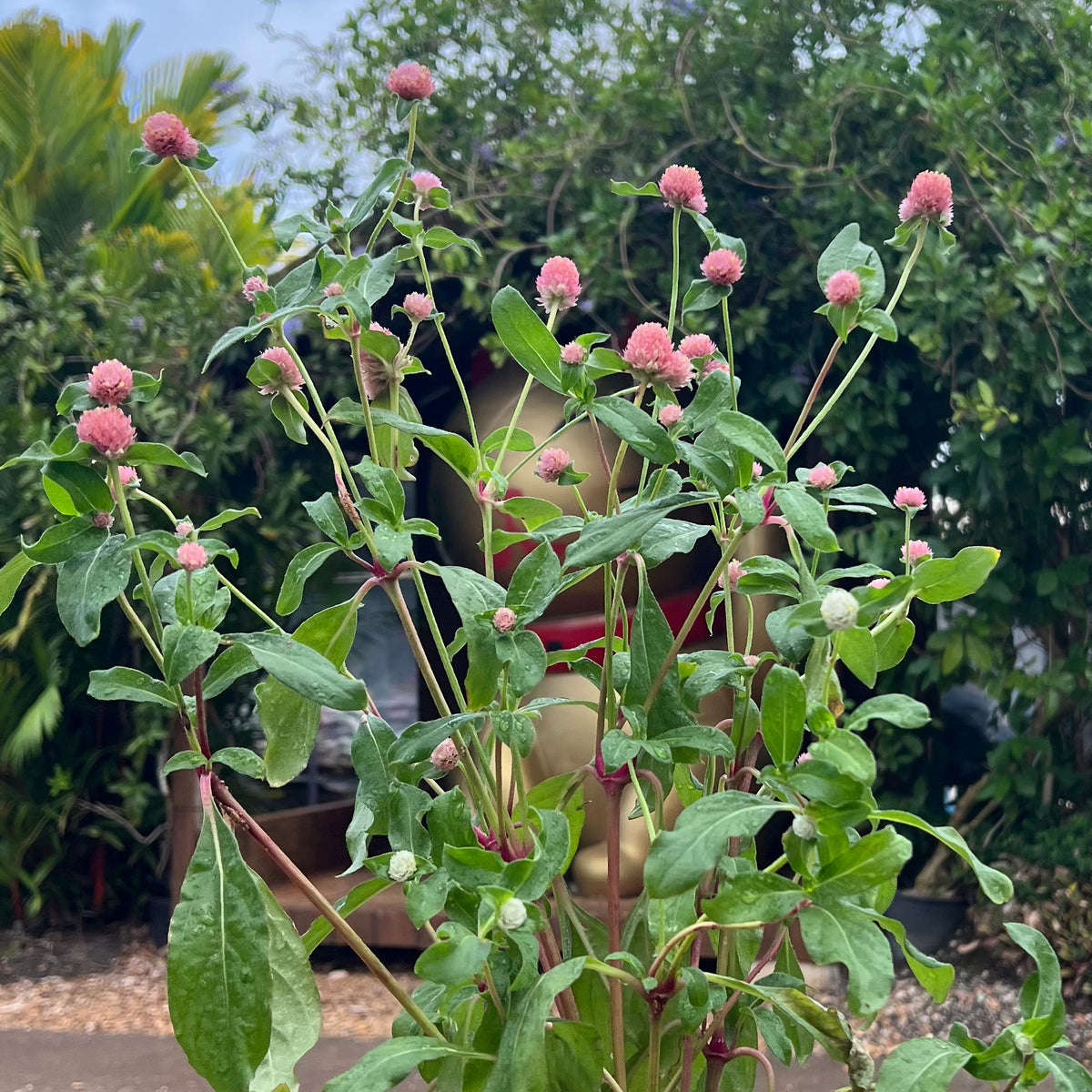 Gomphrenia globosa 'Globe Amaranth' (Bozu)