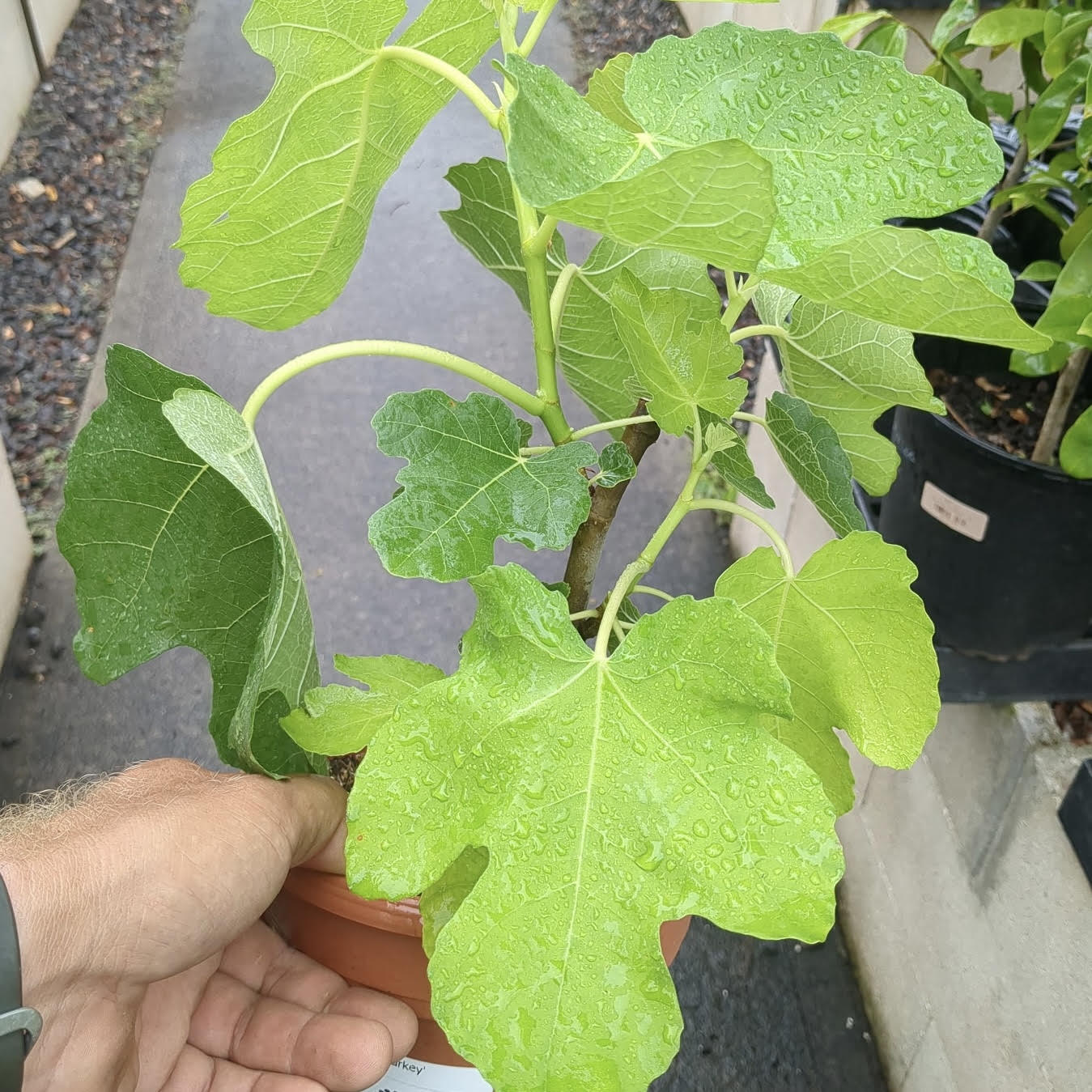 Ficus carica 'Brown Turkey' (Fig)