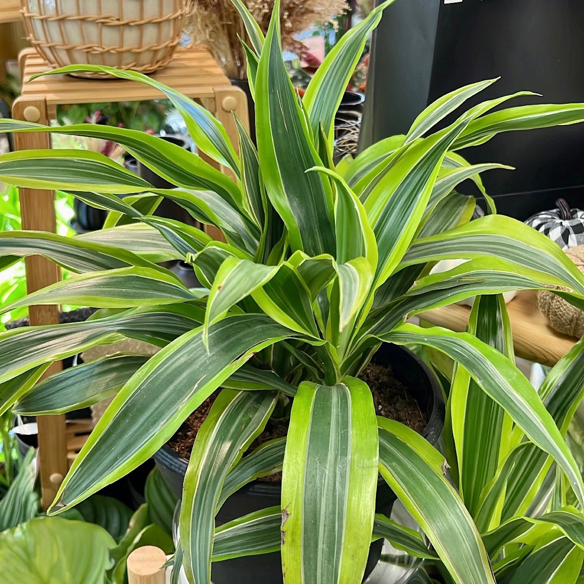 dracaena lemon lime Dracaena 6" Lemon Lime