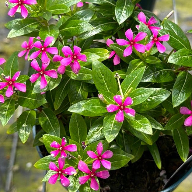 Catharanthus 'Lavender'