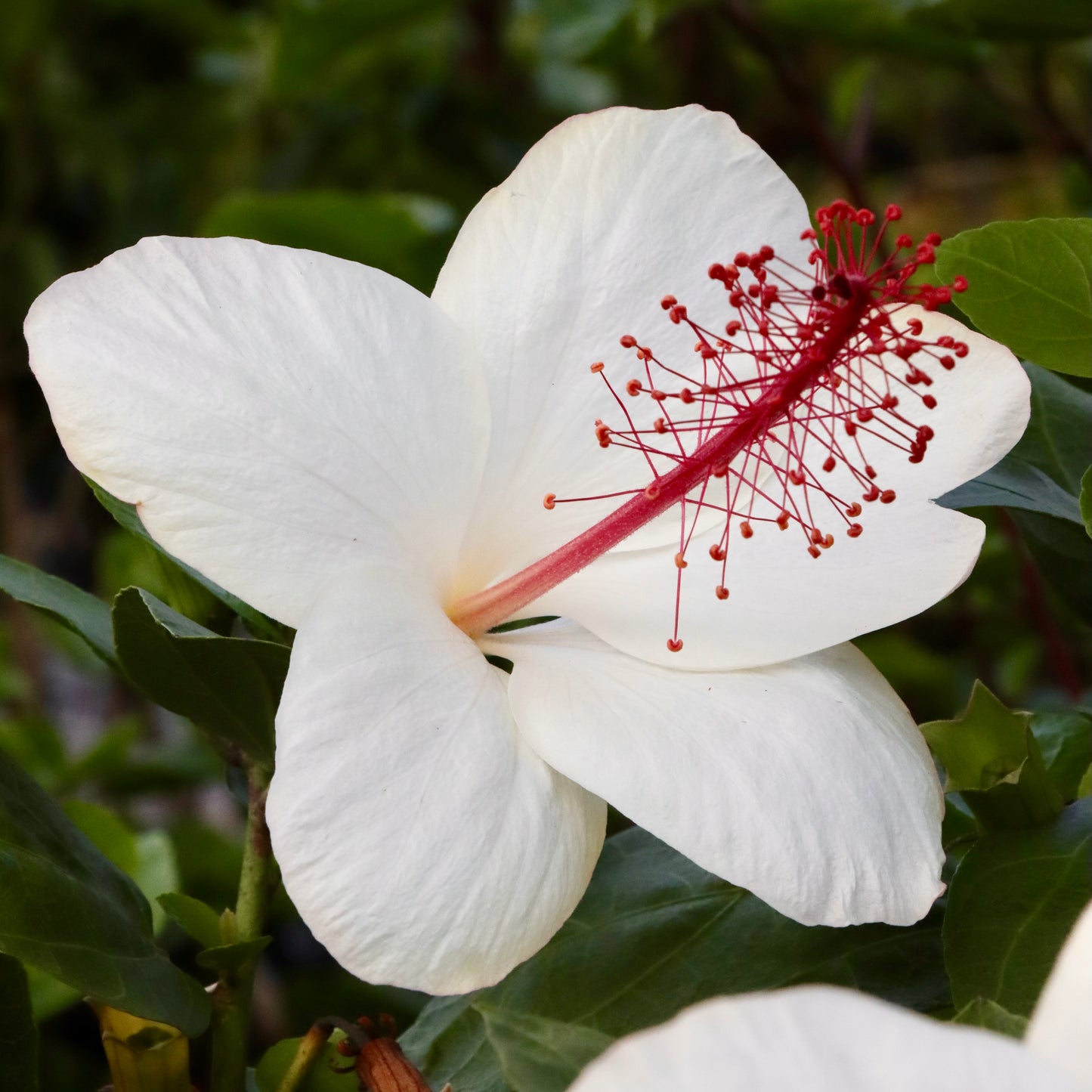 Hibiscus waimeae, Koki'o kea