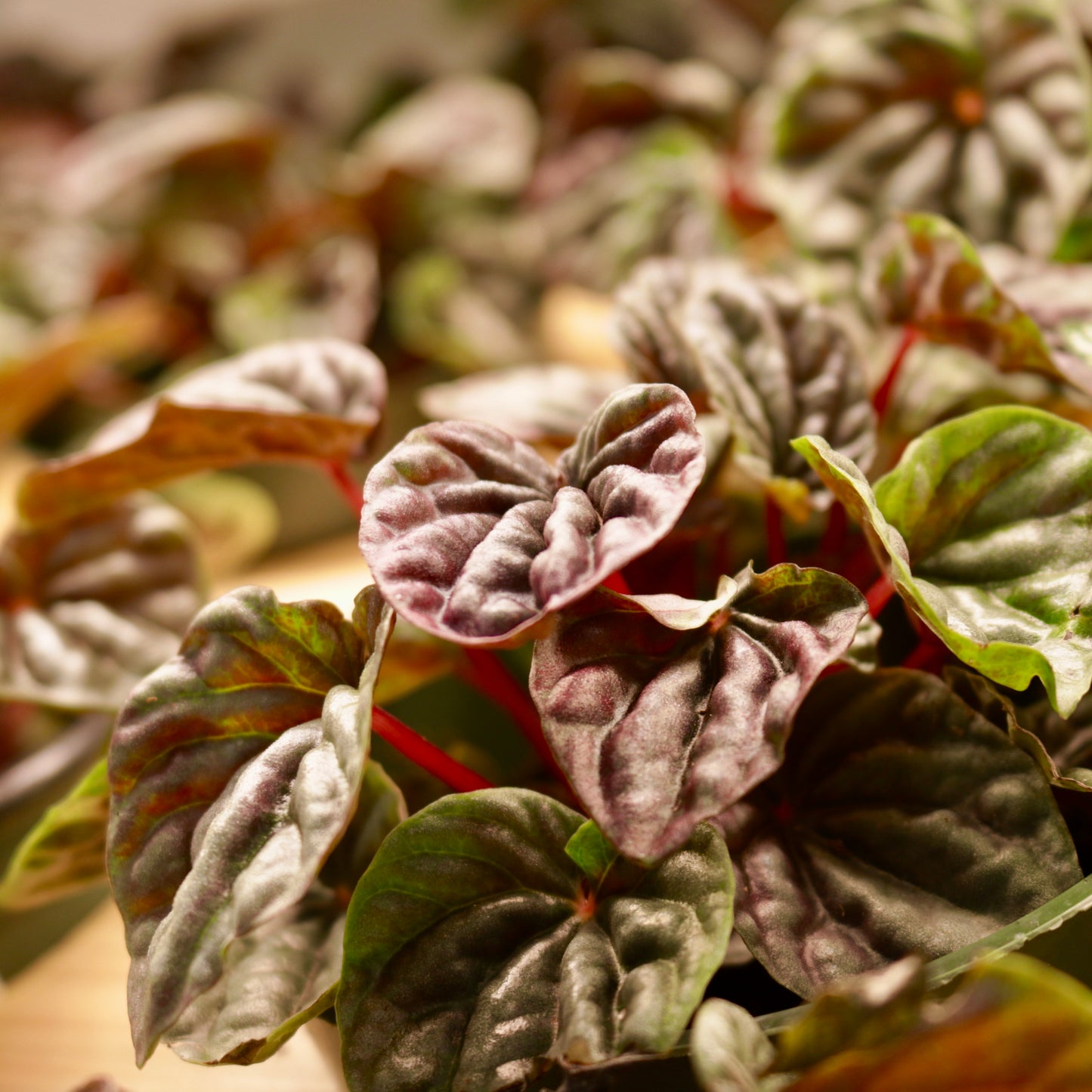 Peperomia caperata 'Red Luna'