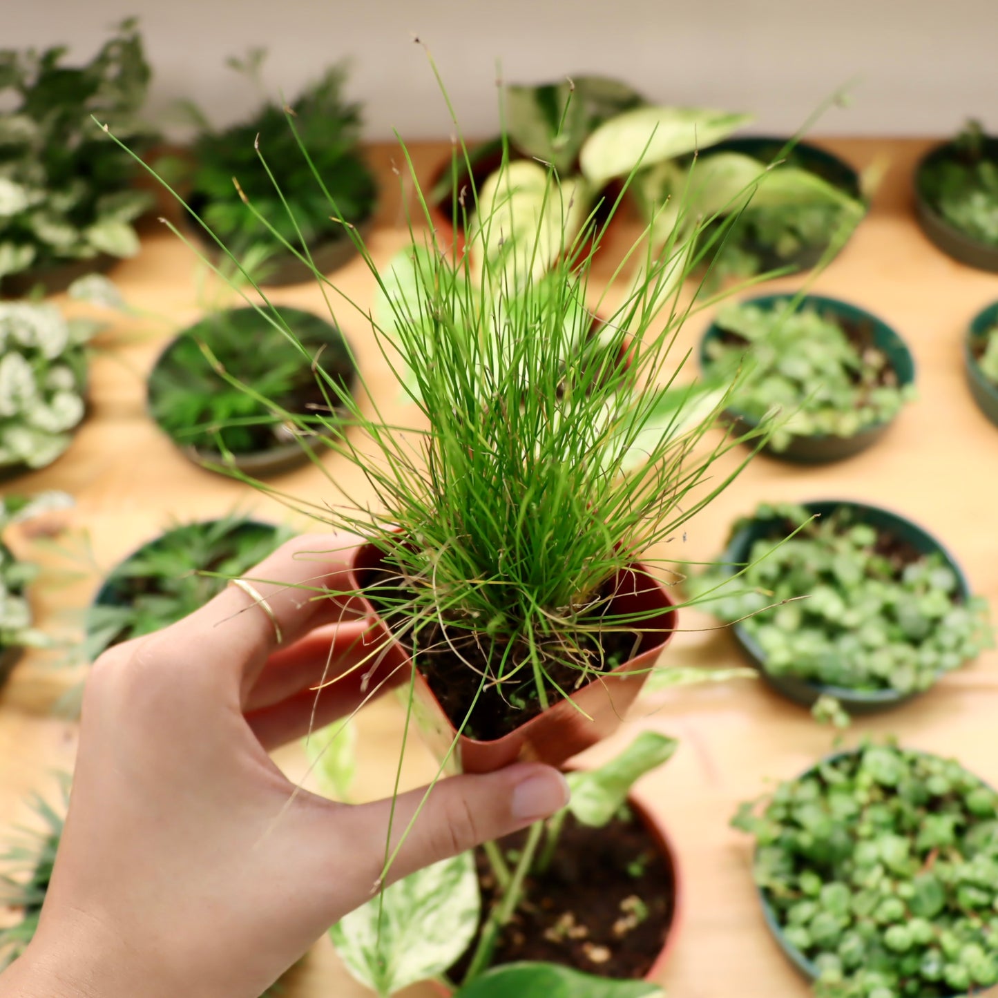 Isolepis, 'Fiber Optic Grass'