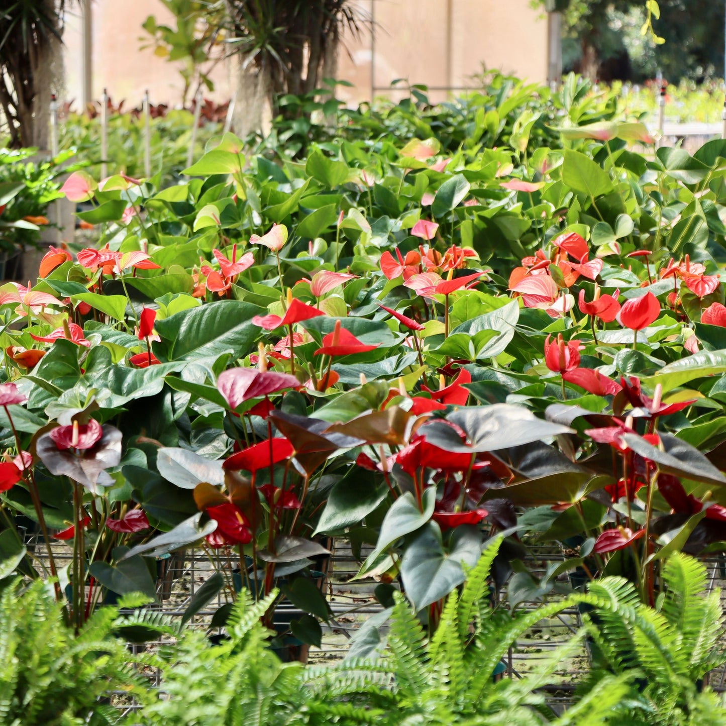 Anthurium, "Dakota"
