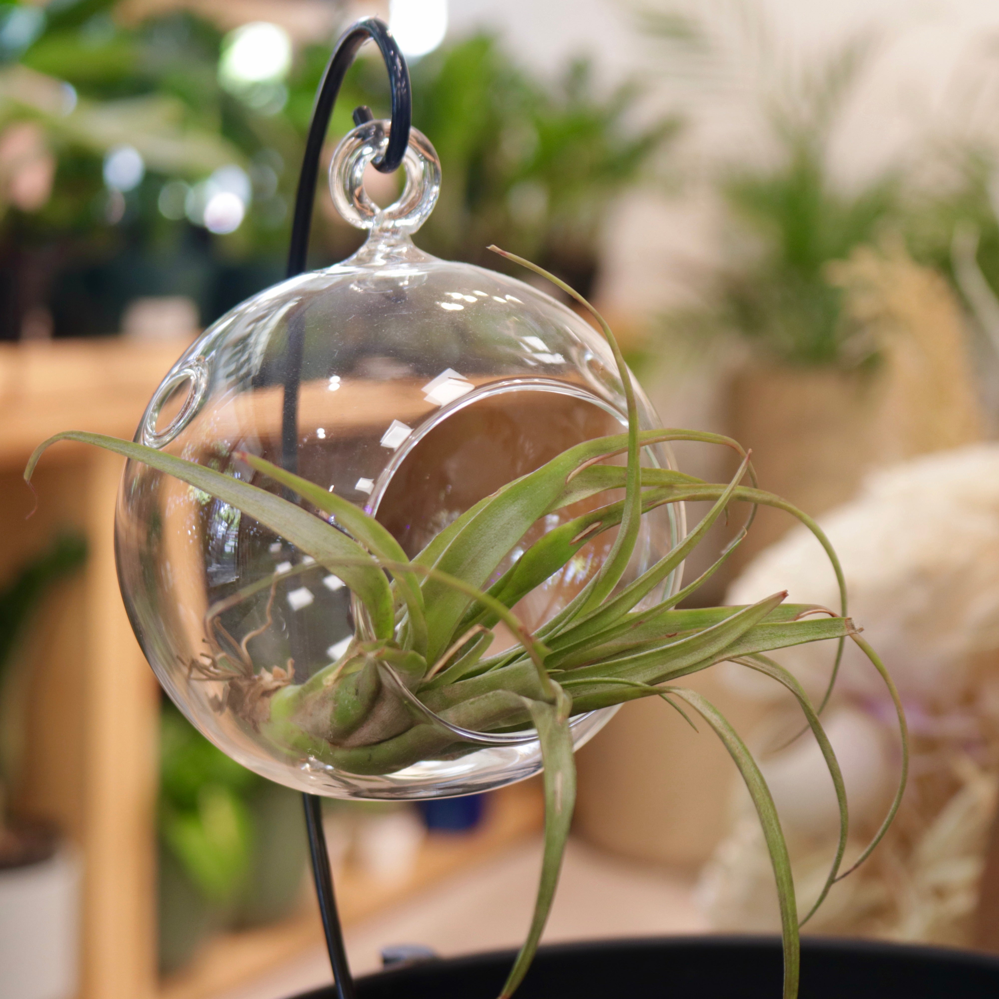 glass planters for air plants Glass Air Plant Hanger