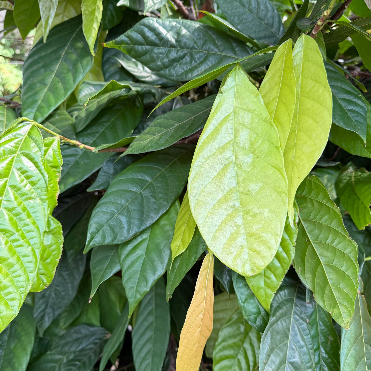 Coffea arabica 'Coffee Plant'