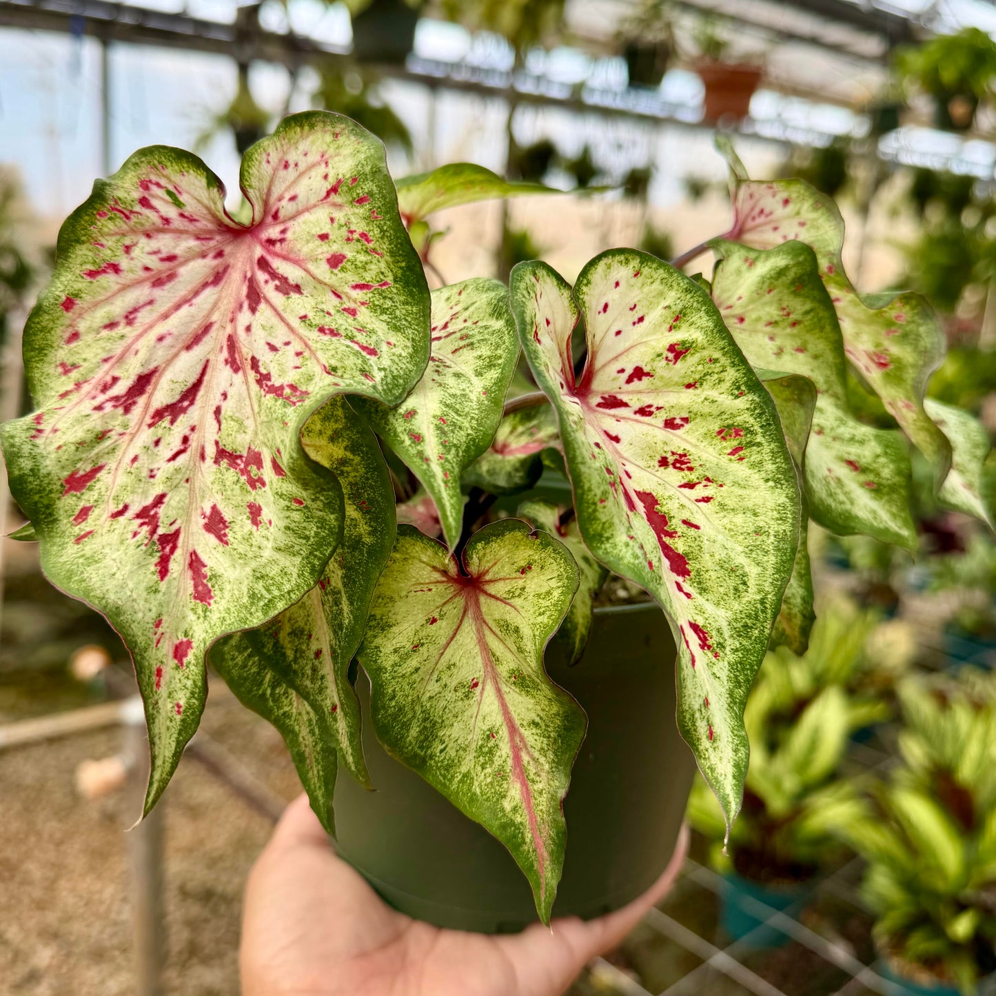 Caladium