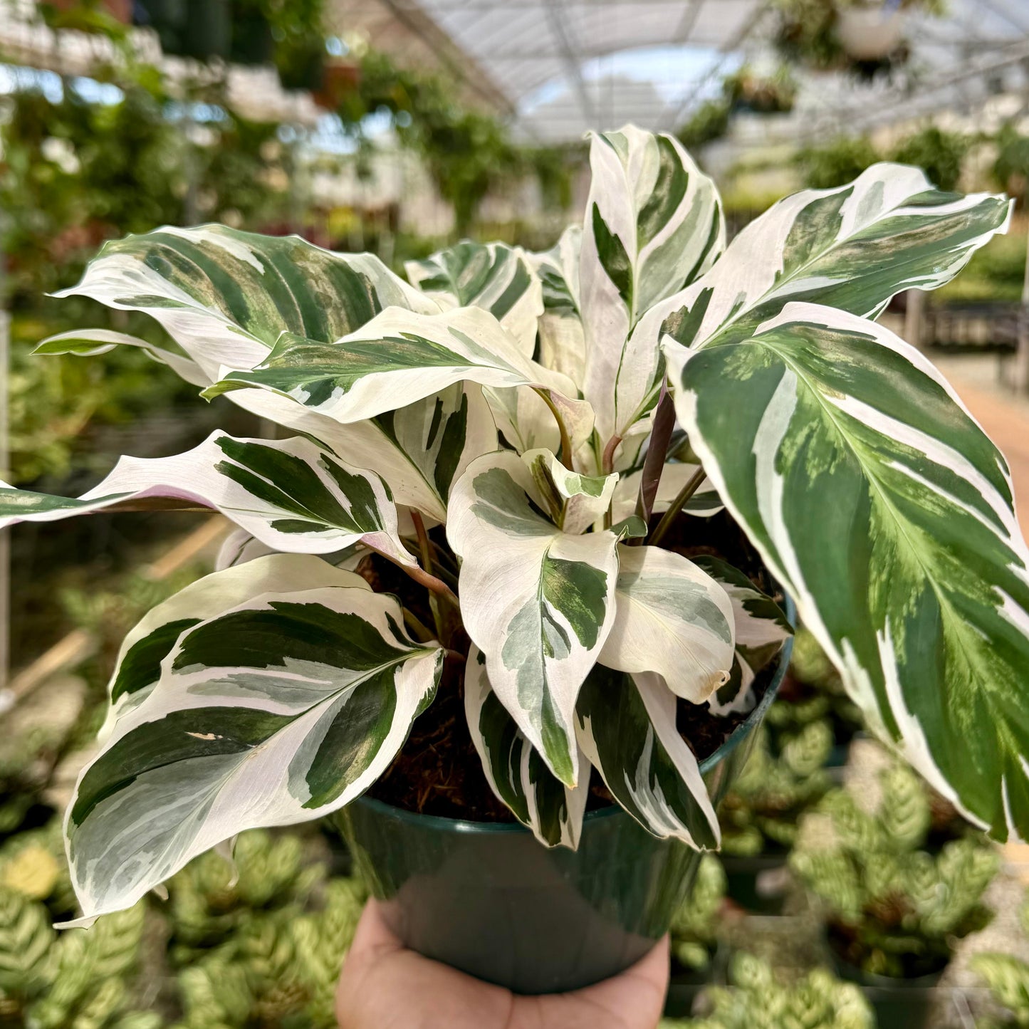Calathea Fusion White