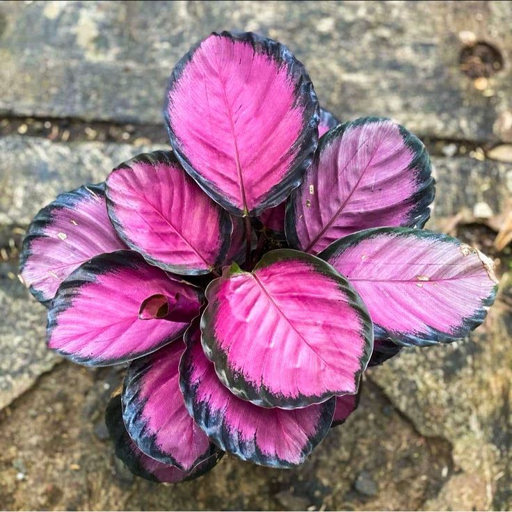 Calathea picturata 'Crimson' (Pink Star)