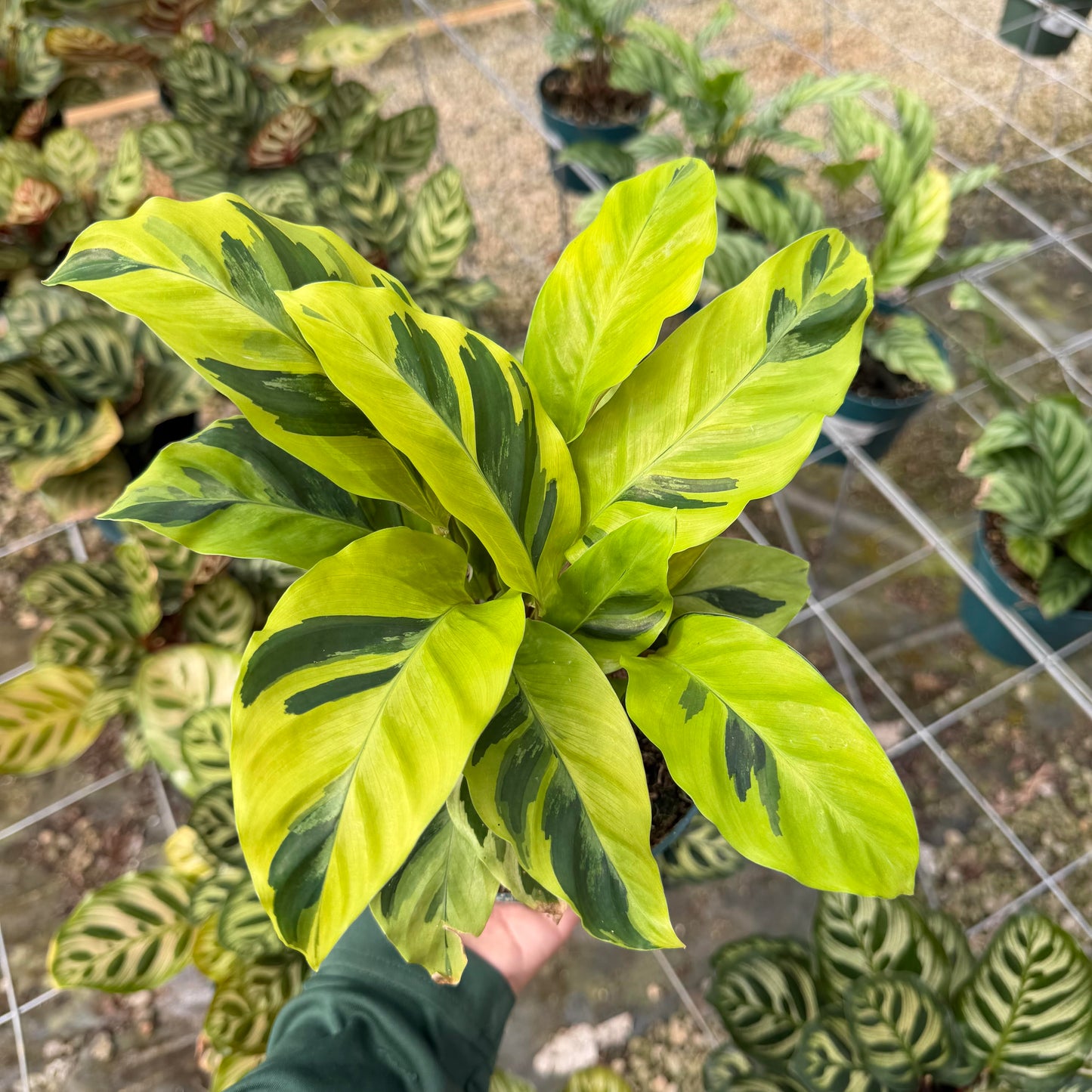 Calathea 'Yellow illusion'