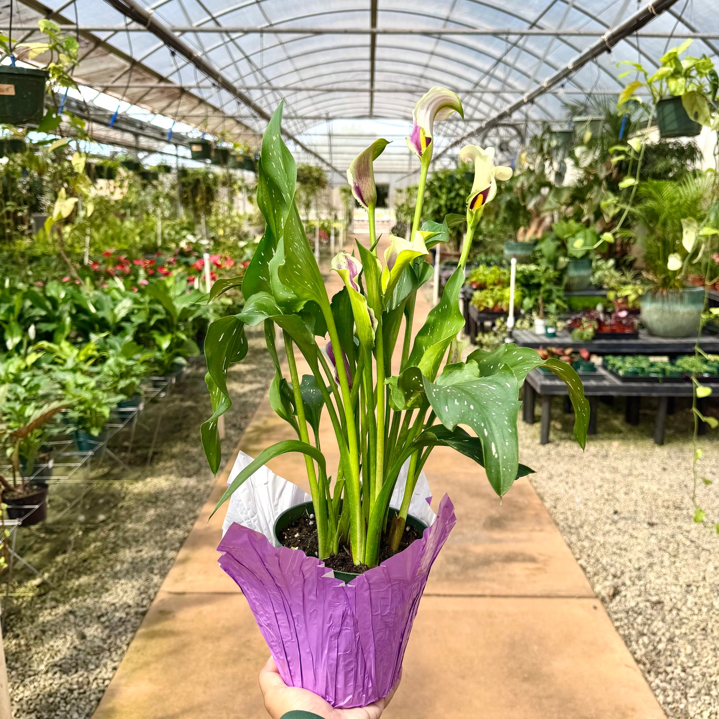 Calla Lily