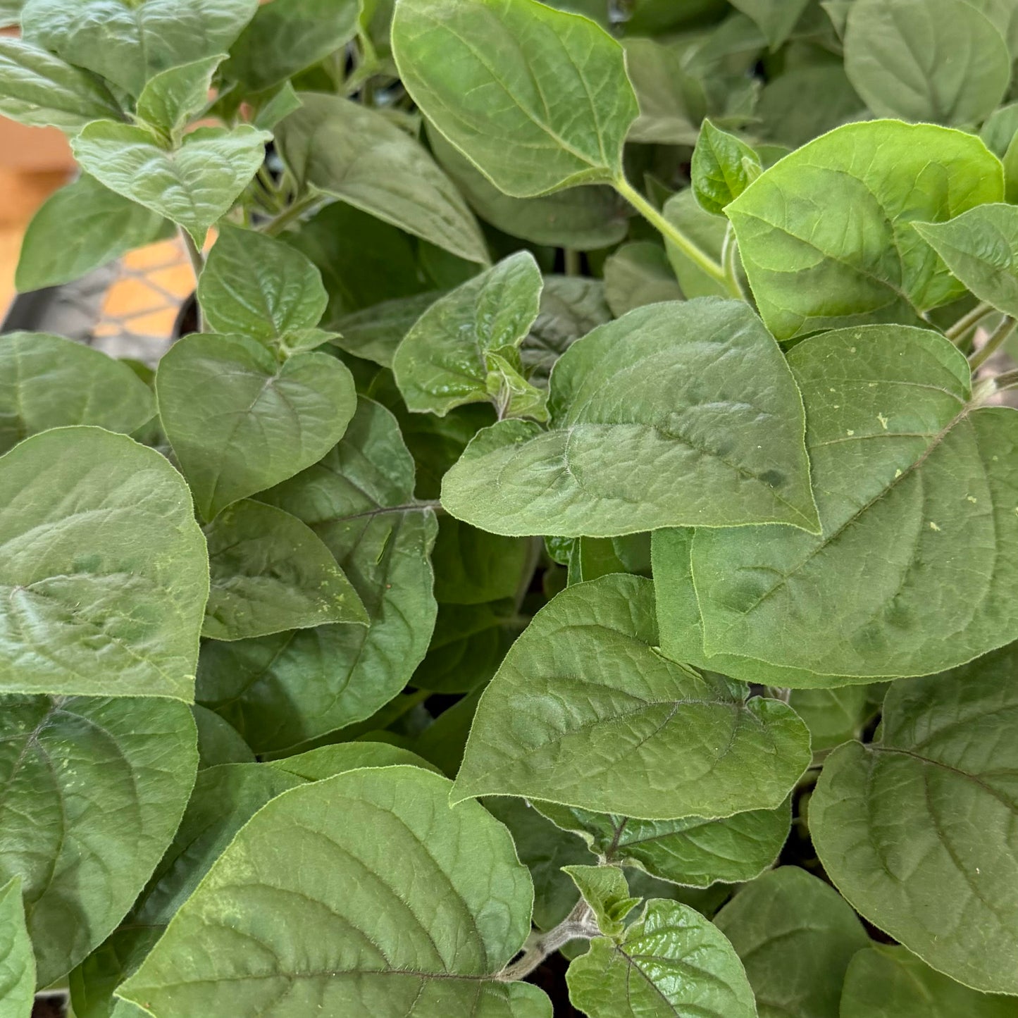 Camellia sinensis