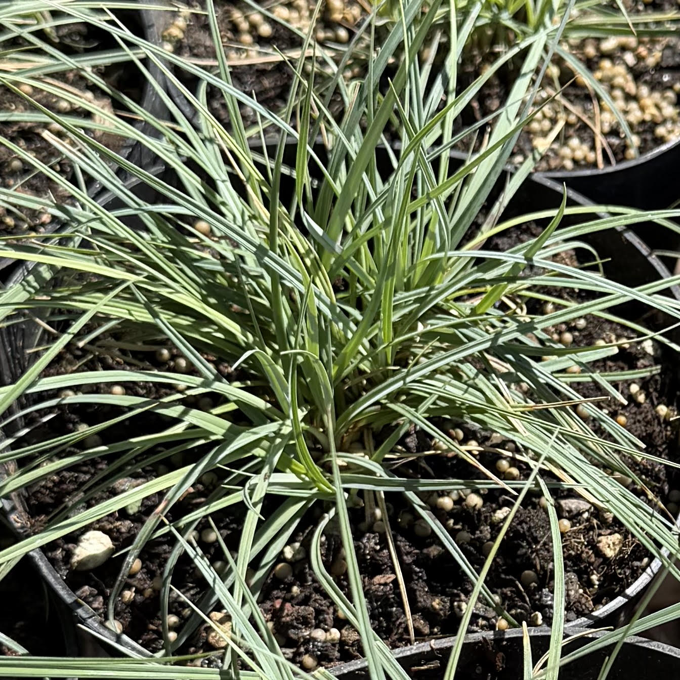 Carex flacca 'Blue zinger'