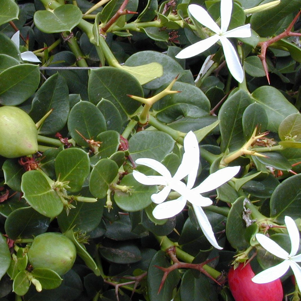 Carissa macrocarpa 'Natal Plumb'