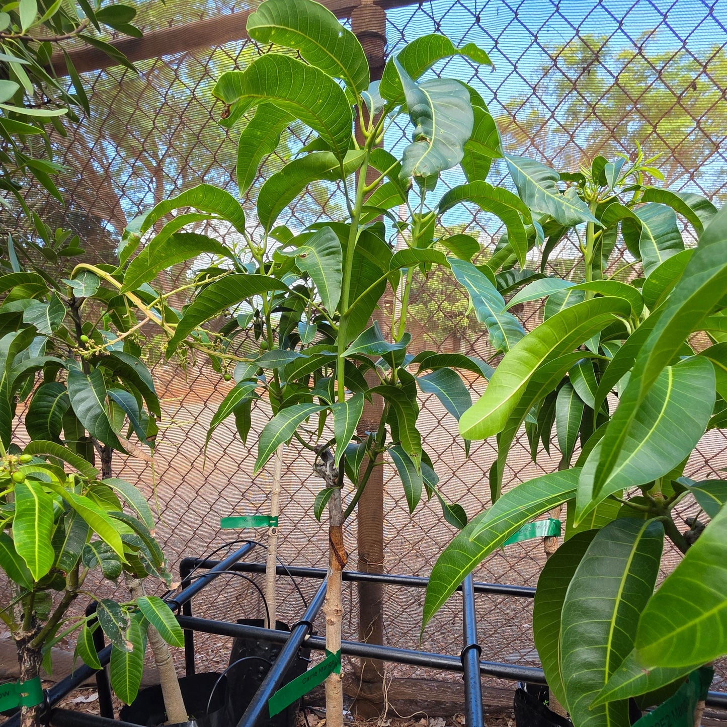 Carrie Mango