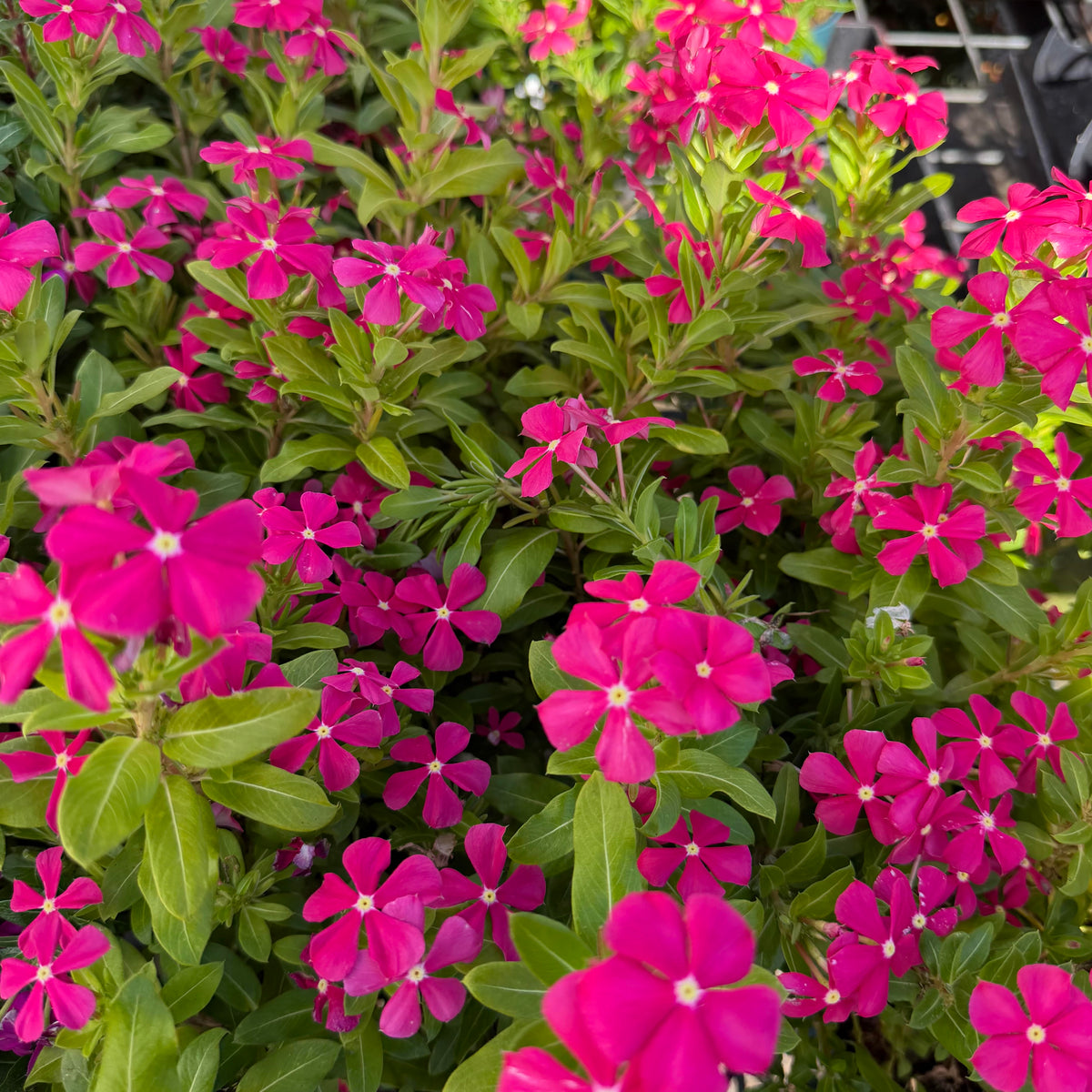 Catharanthus 'Coral'