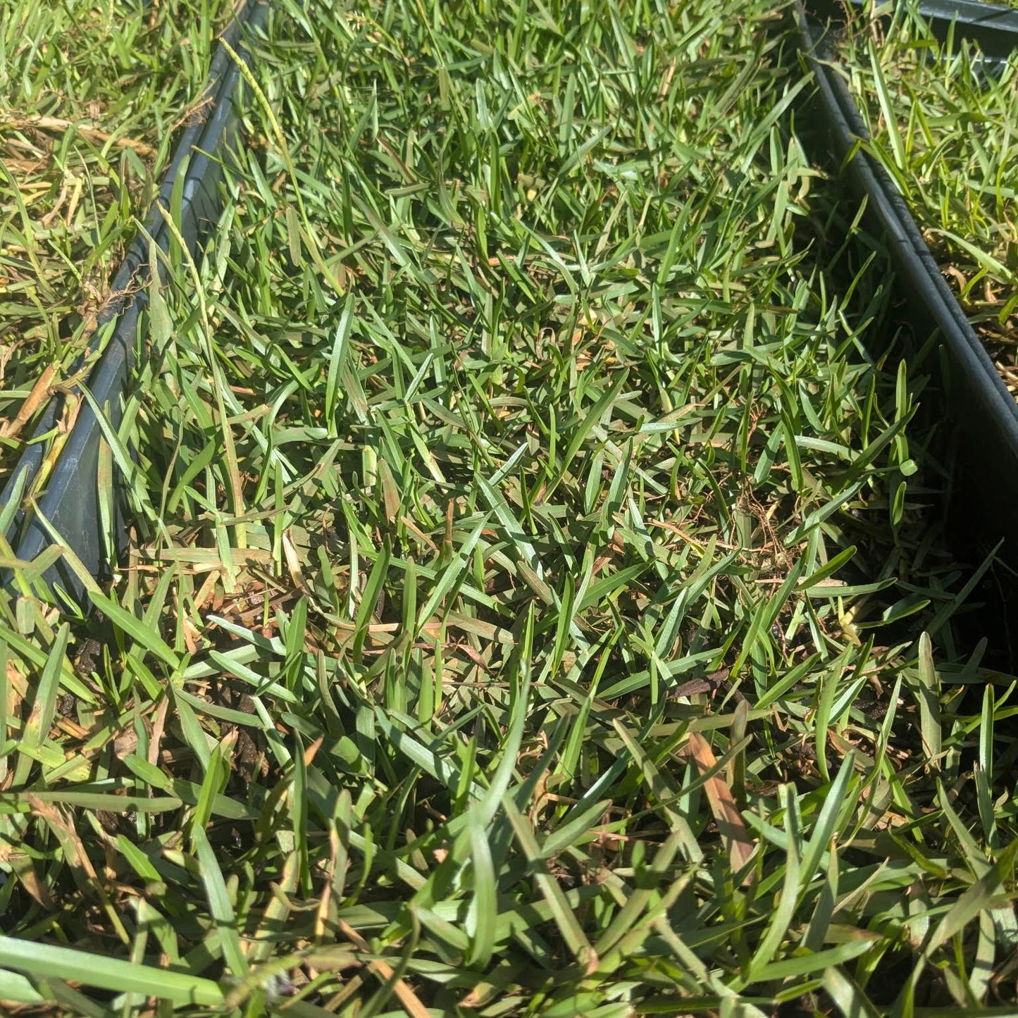 Eremochola ophiuroides, Centipede Grass