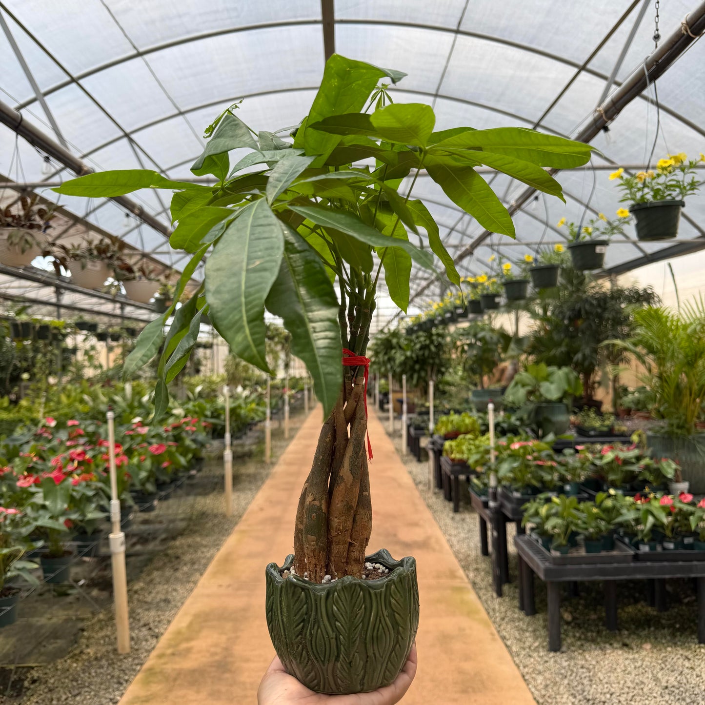 Pachira aquatica aubul (Braided Money Tree)