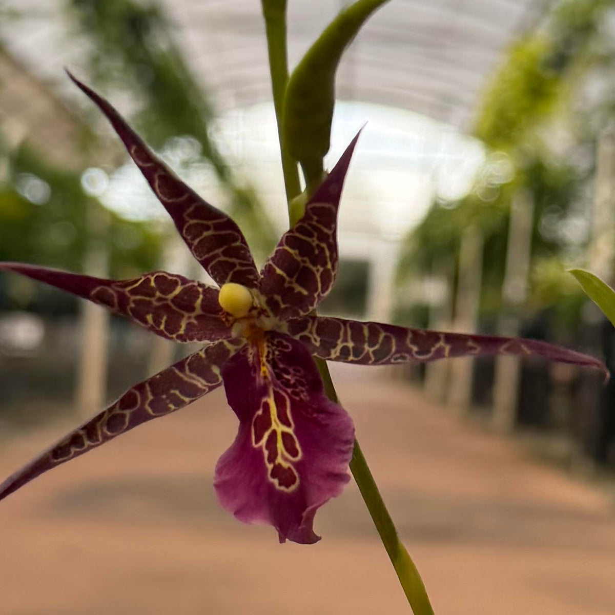 Oncidium Orchids