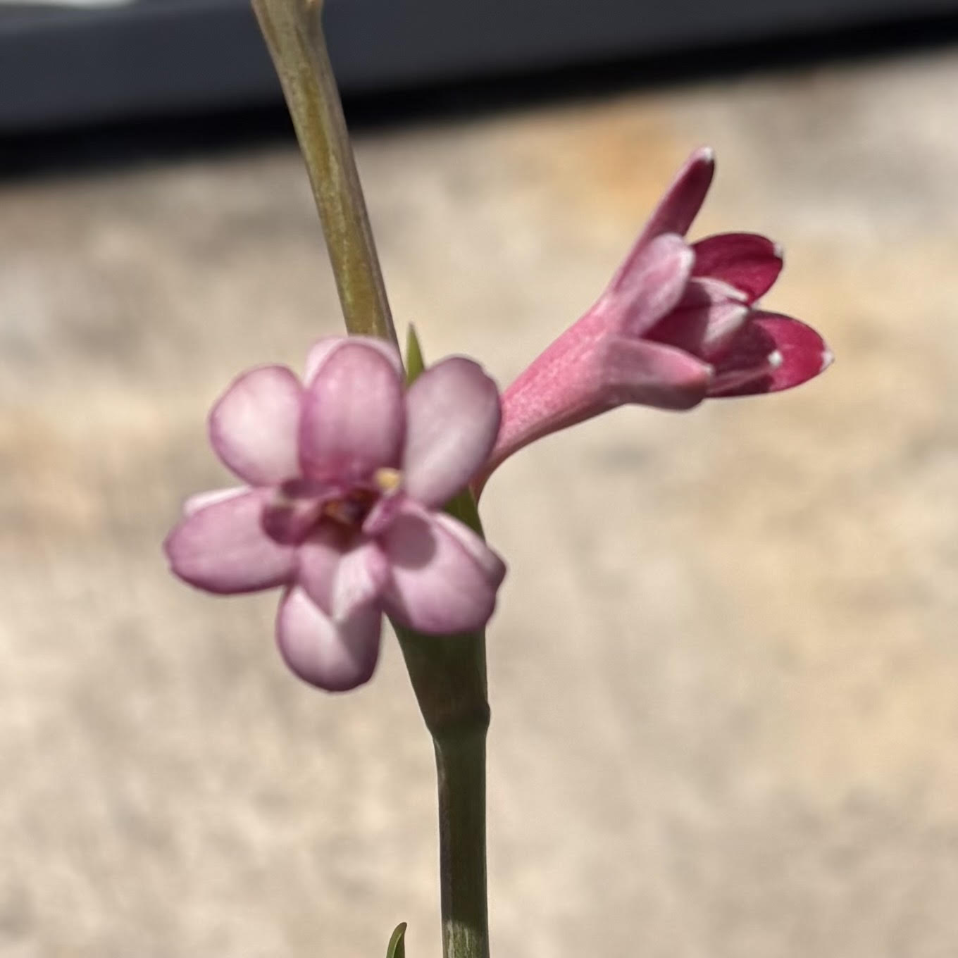 Polianthes tuberosa 'Tuberose' (Cherry)