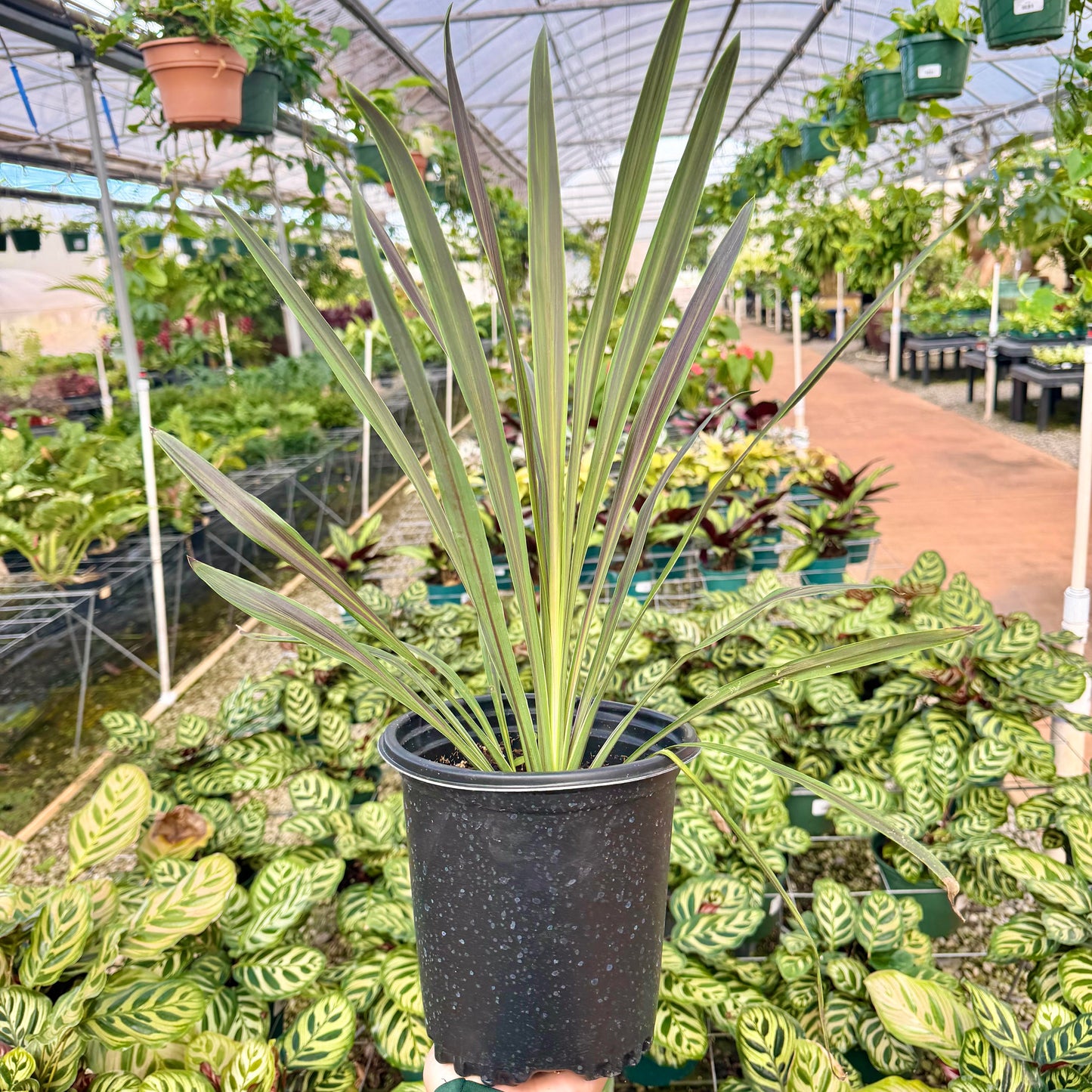 Ti Leaf 'Chocolate Mint'