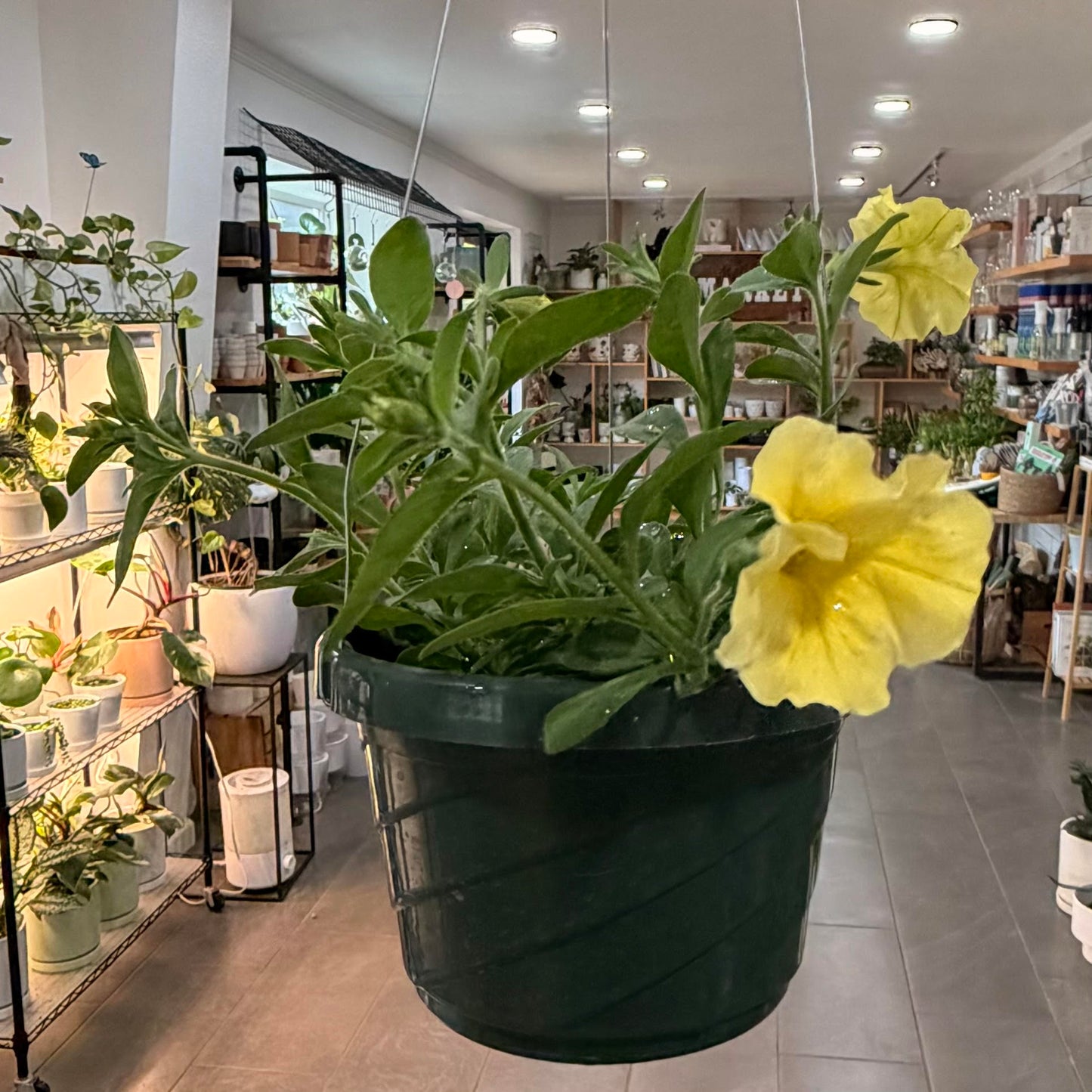 Petchoa CitraNova™ Limone