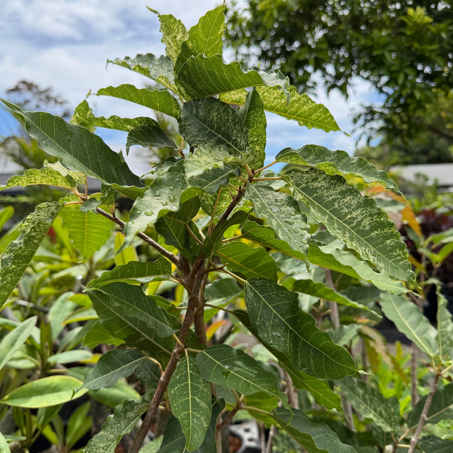Ficus aspera 'Clown Fig'