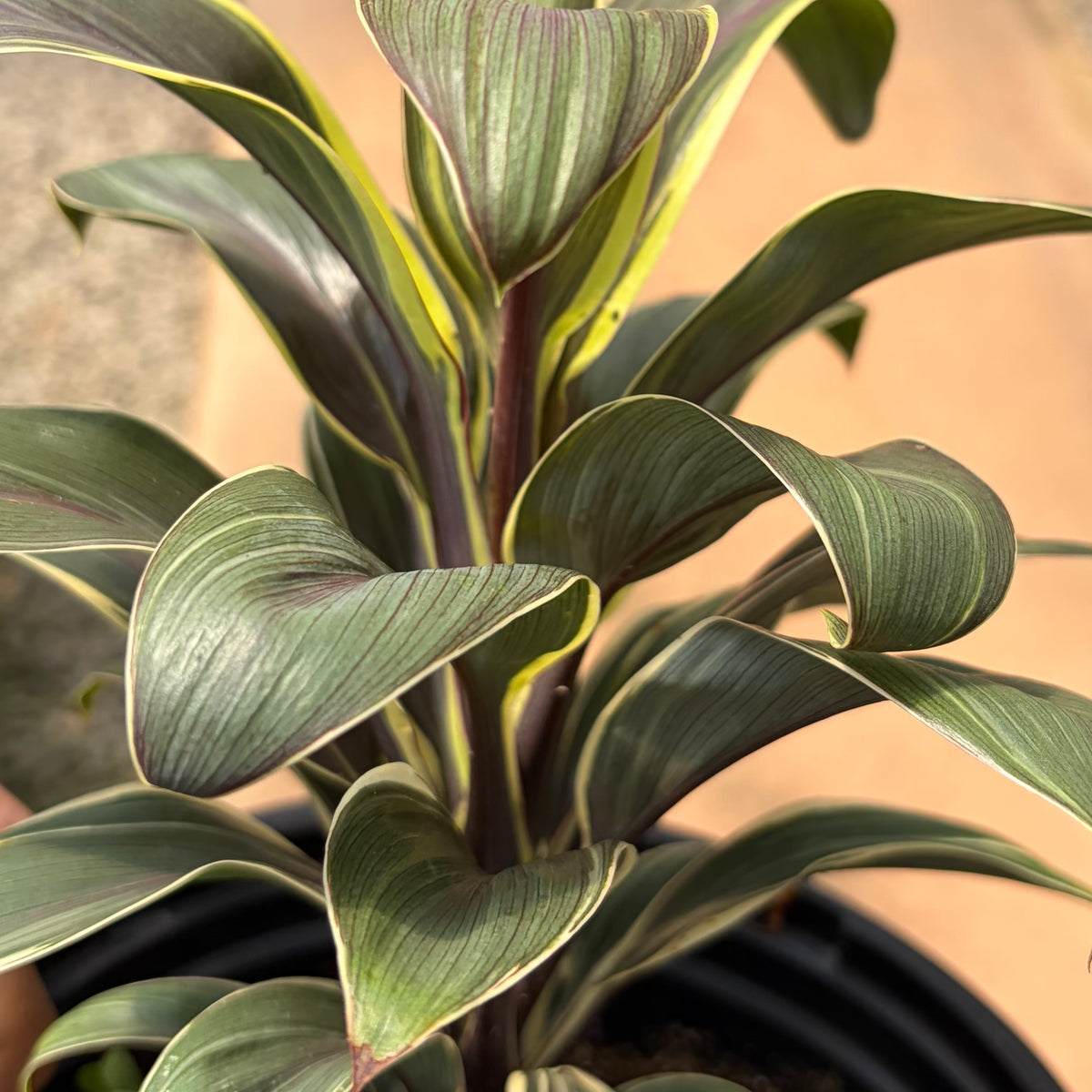 Cordyline fruticosa 'Coffee Compacta' (Ti Leaf)